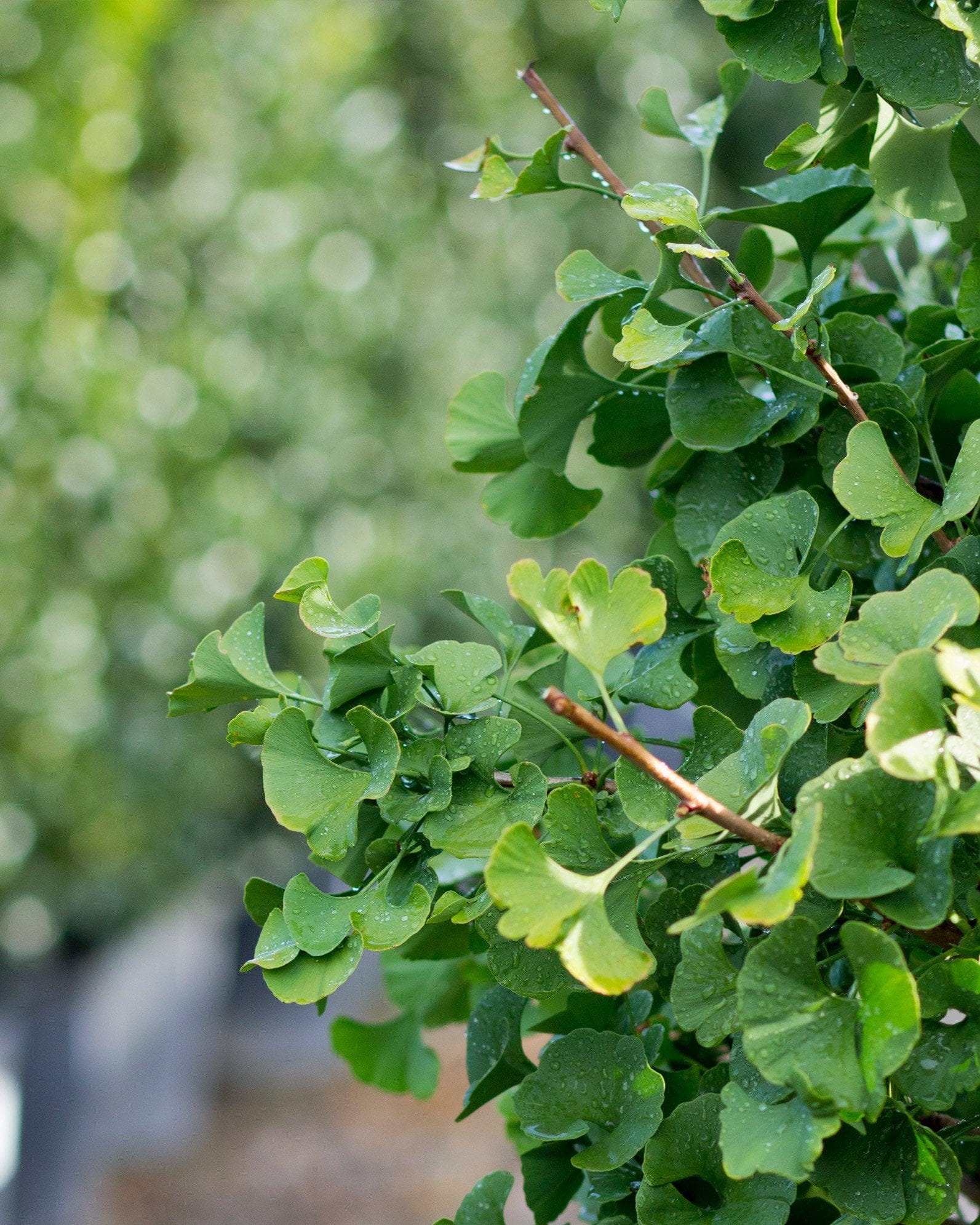 Gnome Ginkgo - view 3