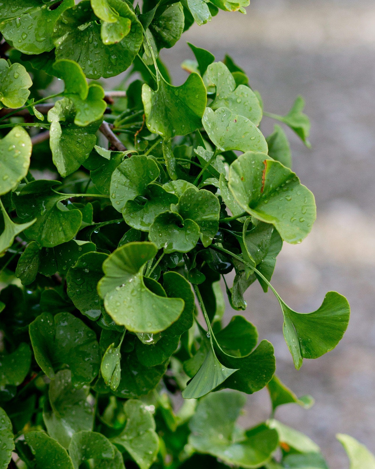 Gnome Ginkgo - view 4