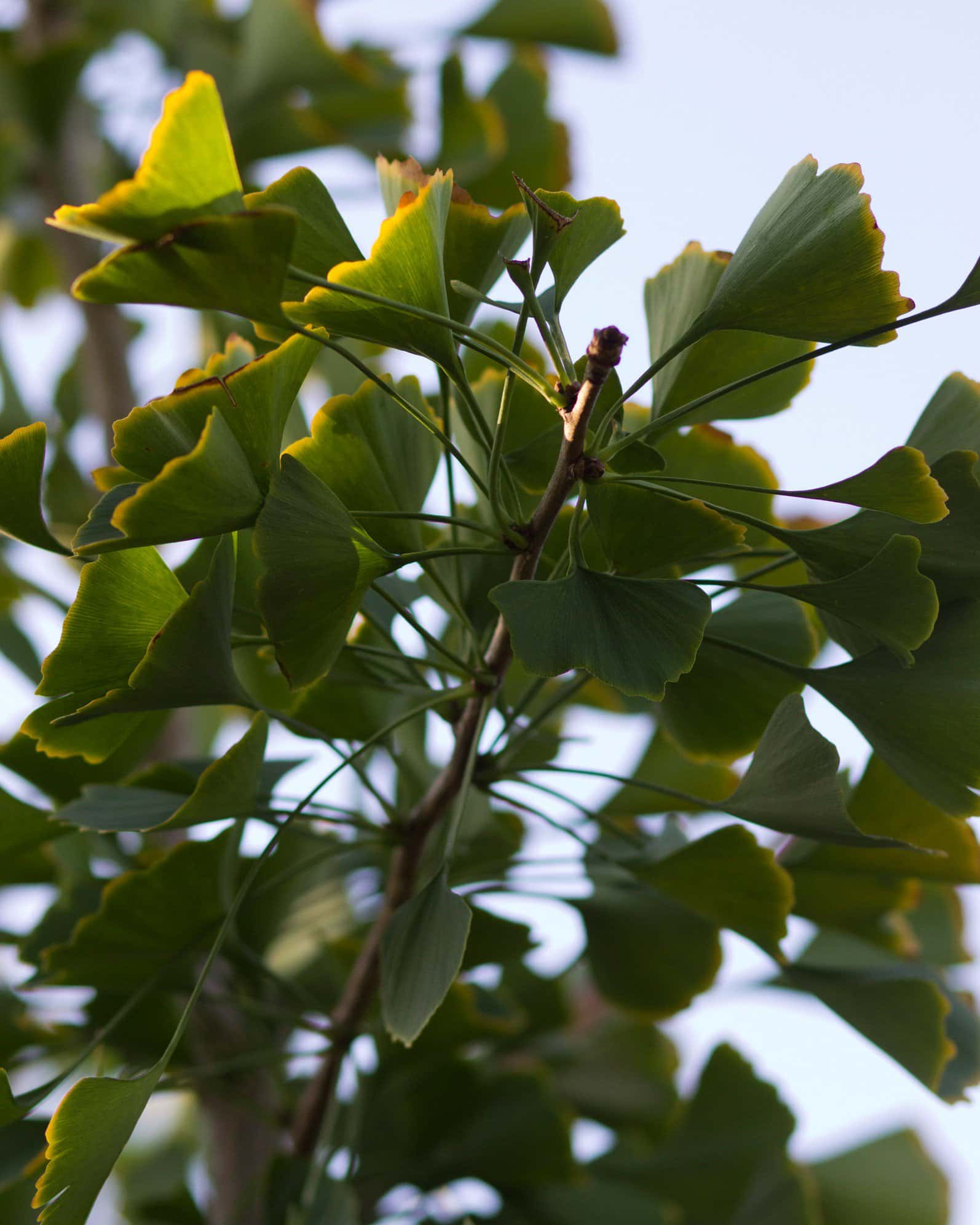 Golden Colonnade Ginkgo - Image 3
