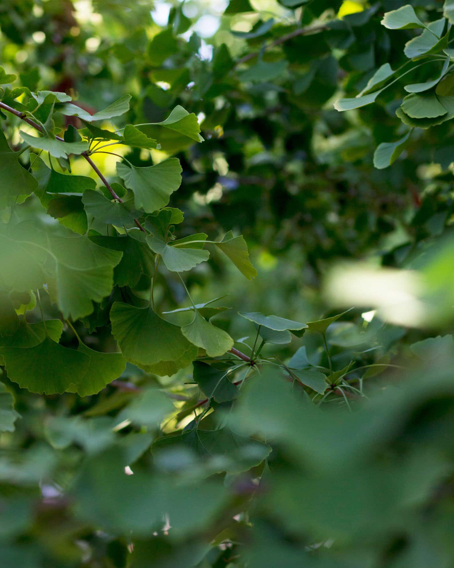Golden Colonnade Ginkgo - Image 6