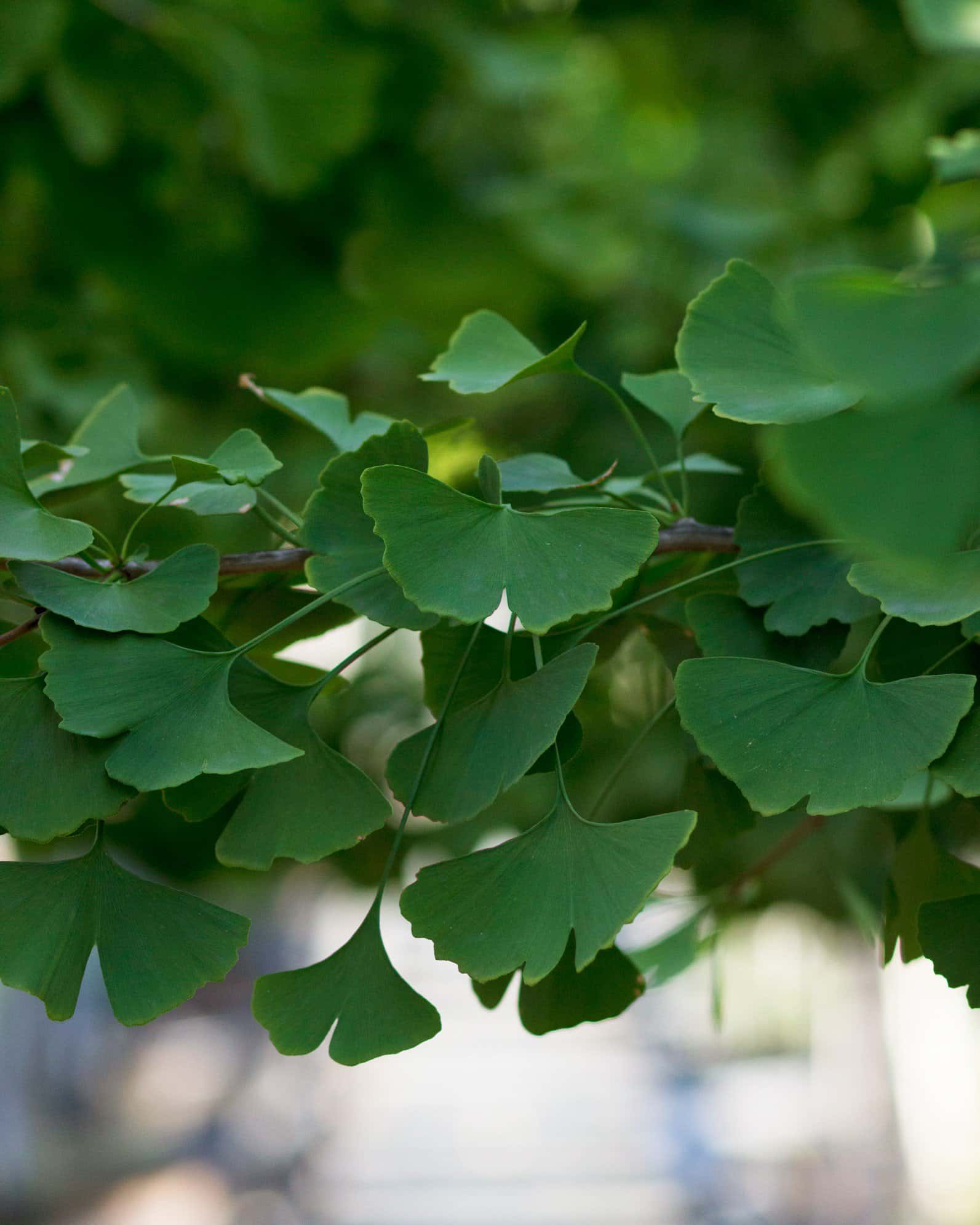 Golden Colonnade Ginkgo - Image 7