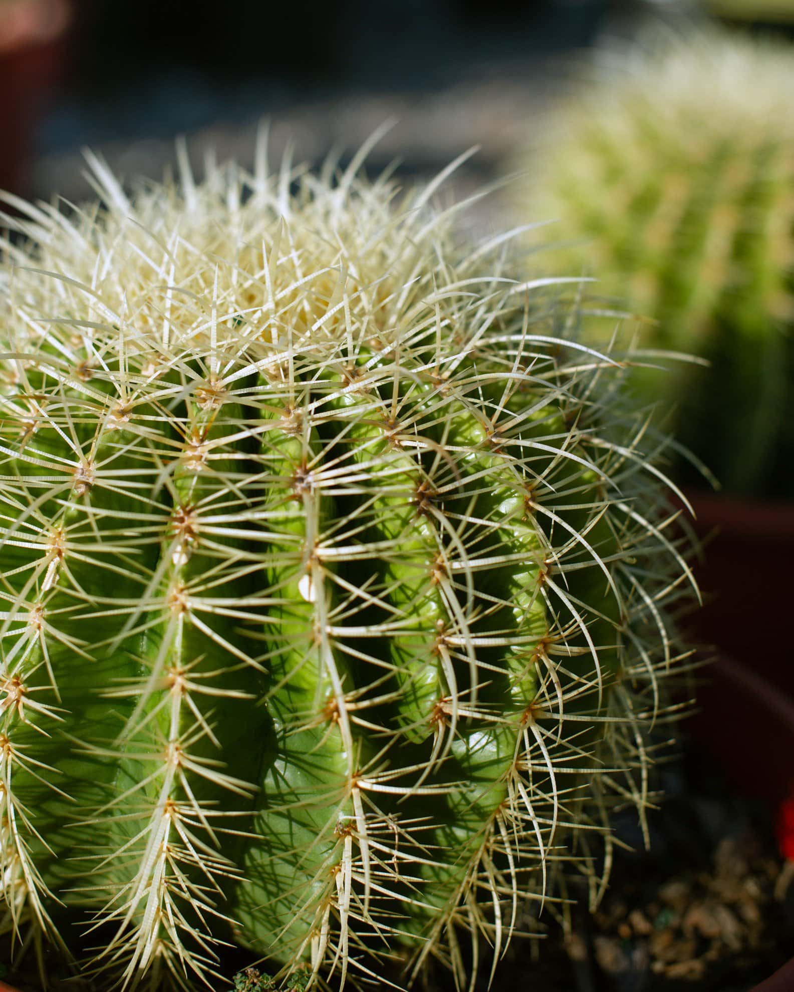 Golden Barrel Cactus - Image 1