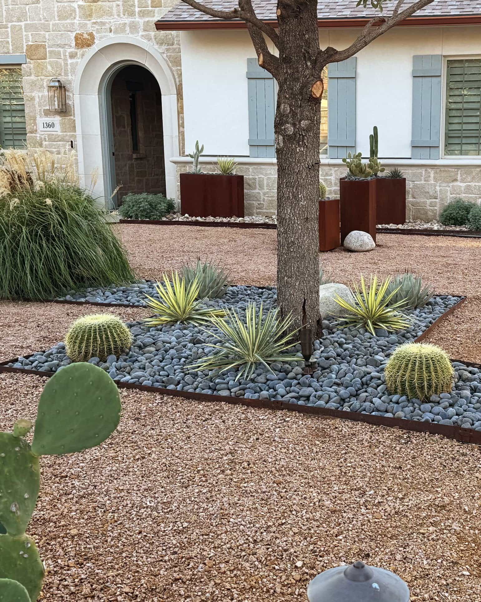 Golden Barrel Cactus - view 3
