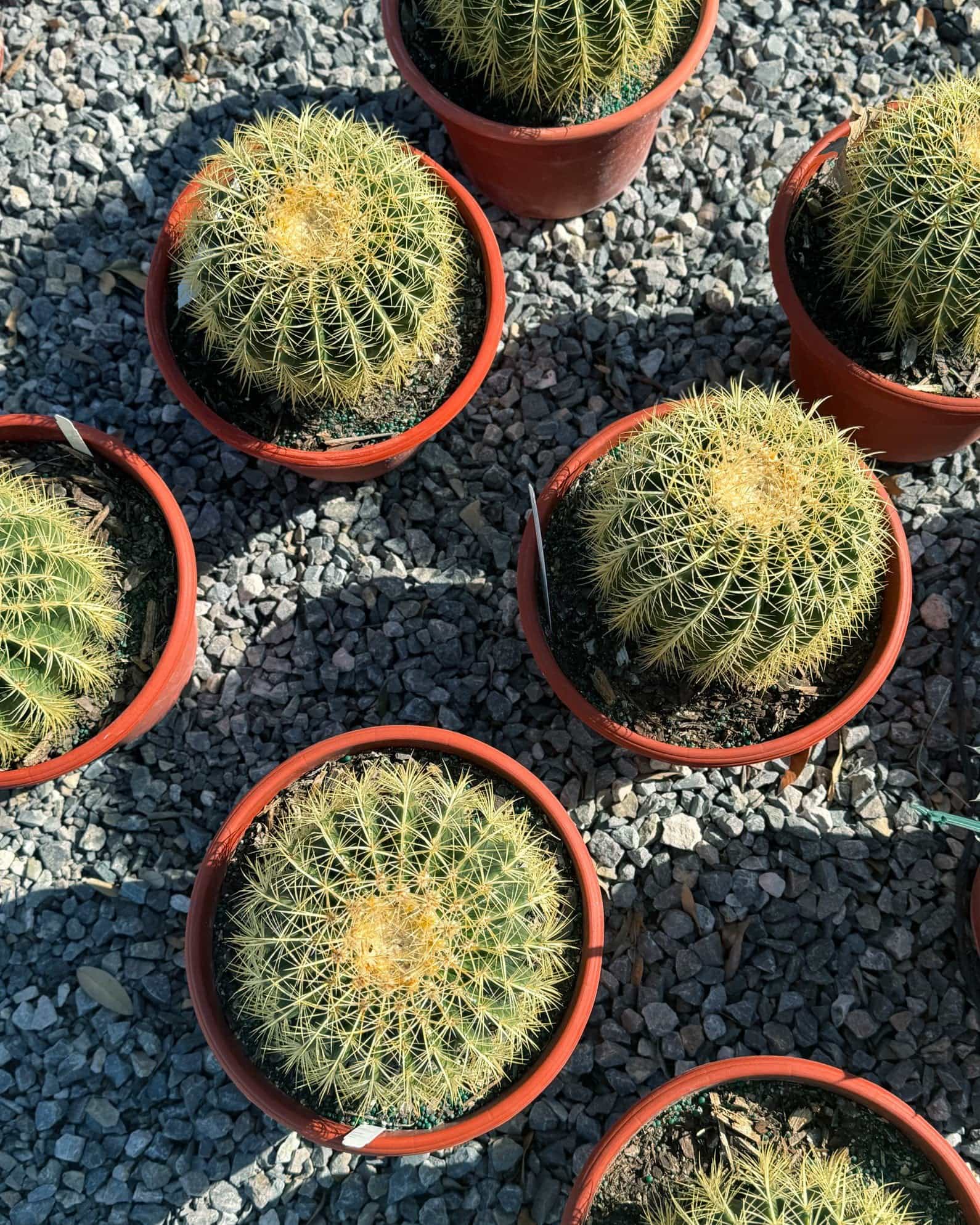 Golden Barrel Cactus - view 4