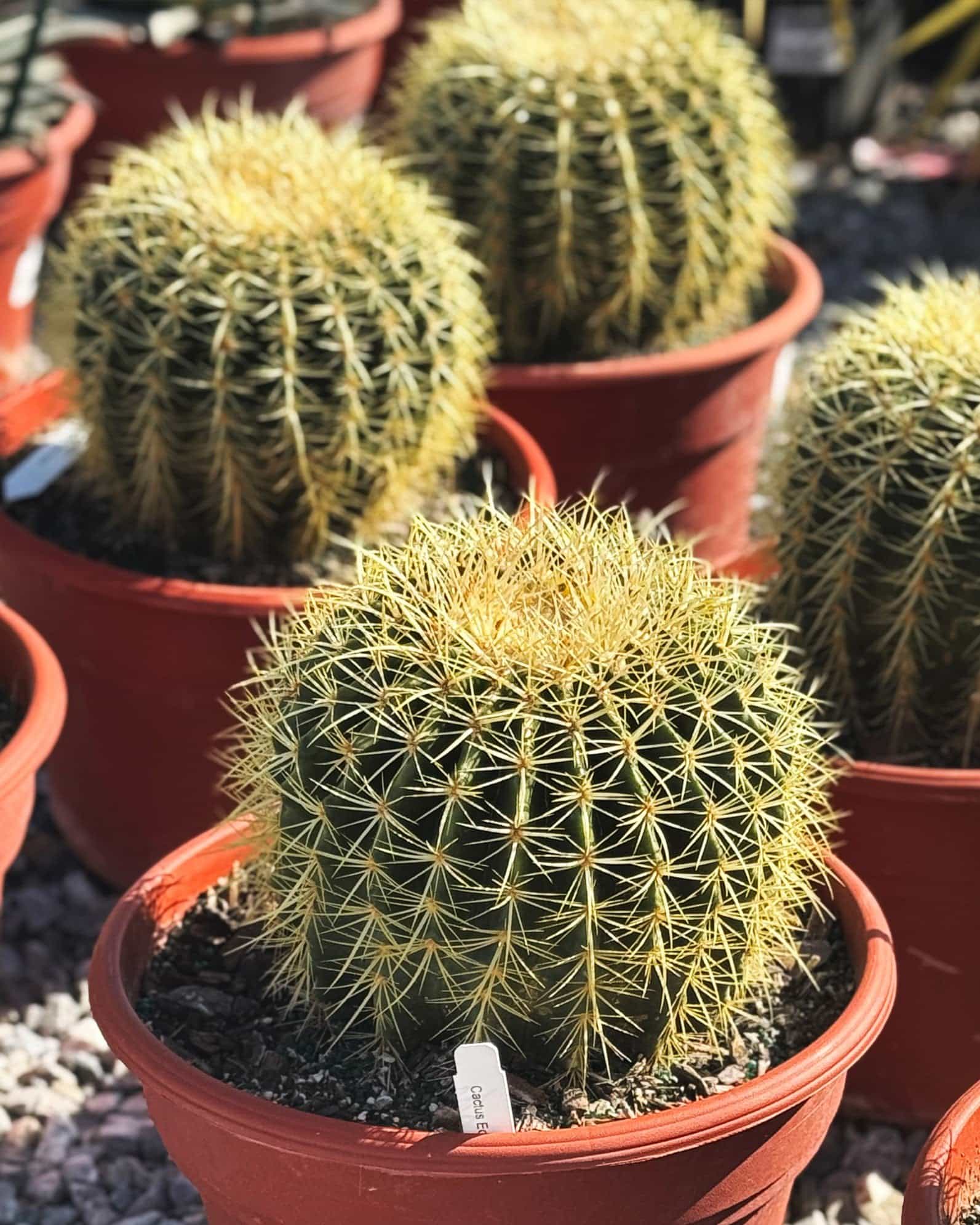 Golden Barrel Cactus - view 5