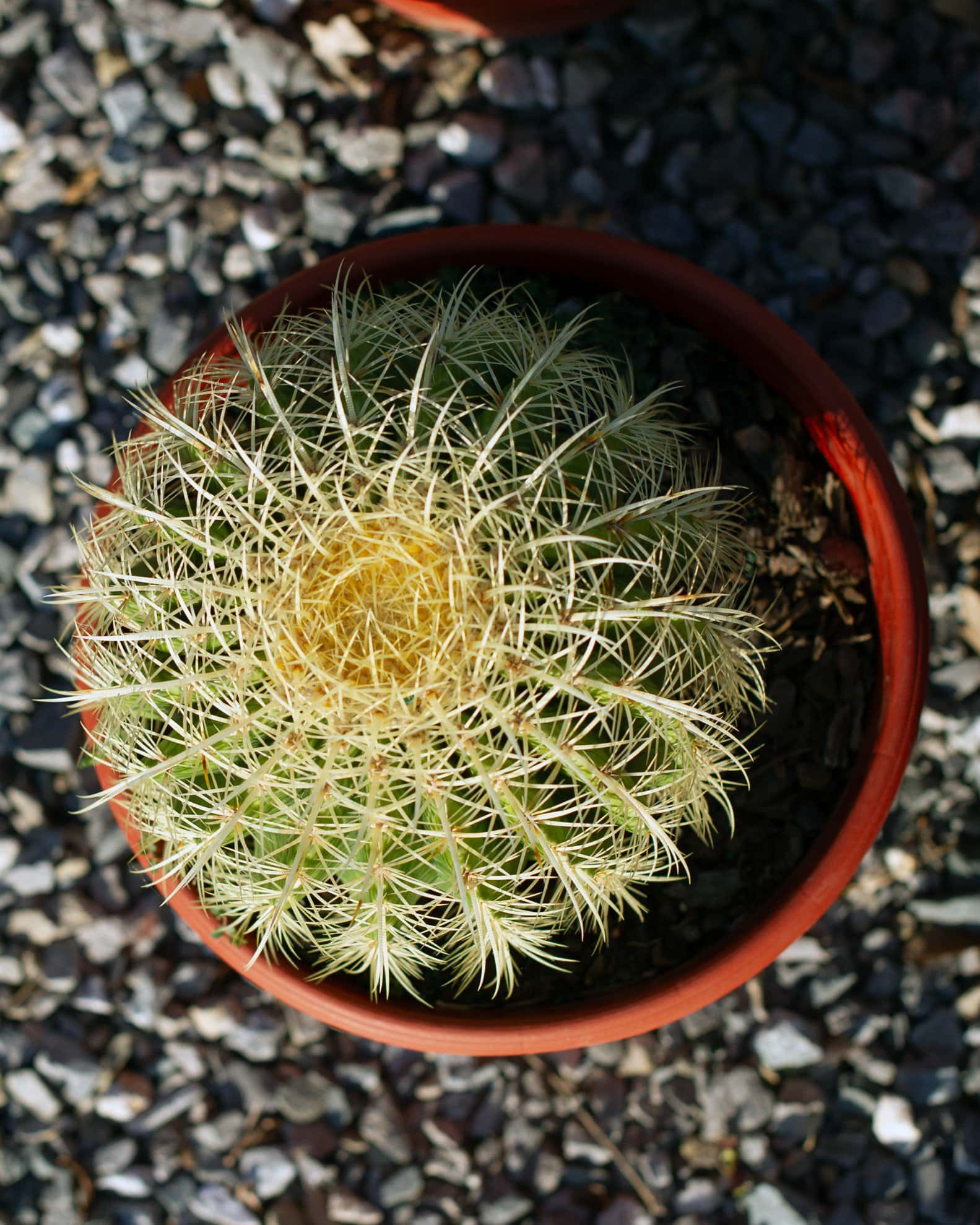 Golden Barrel Cactus - Image 6