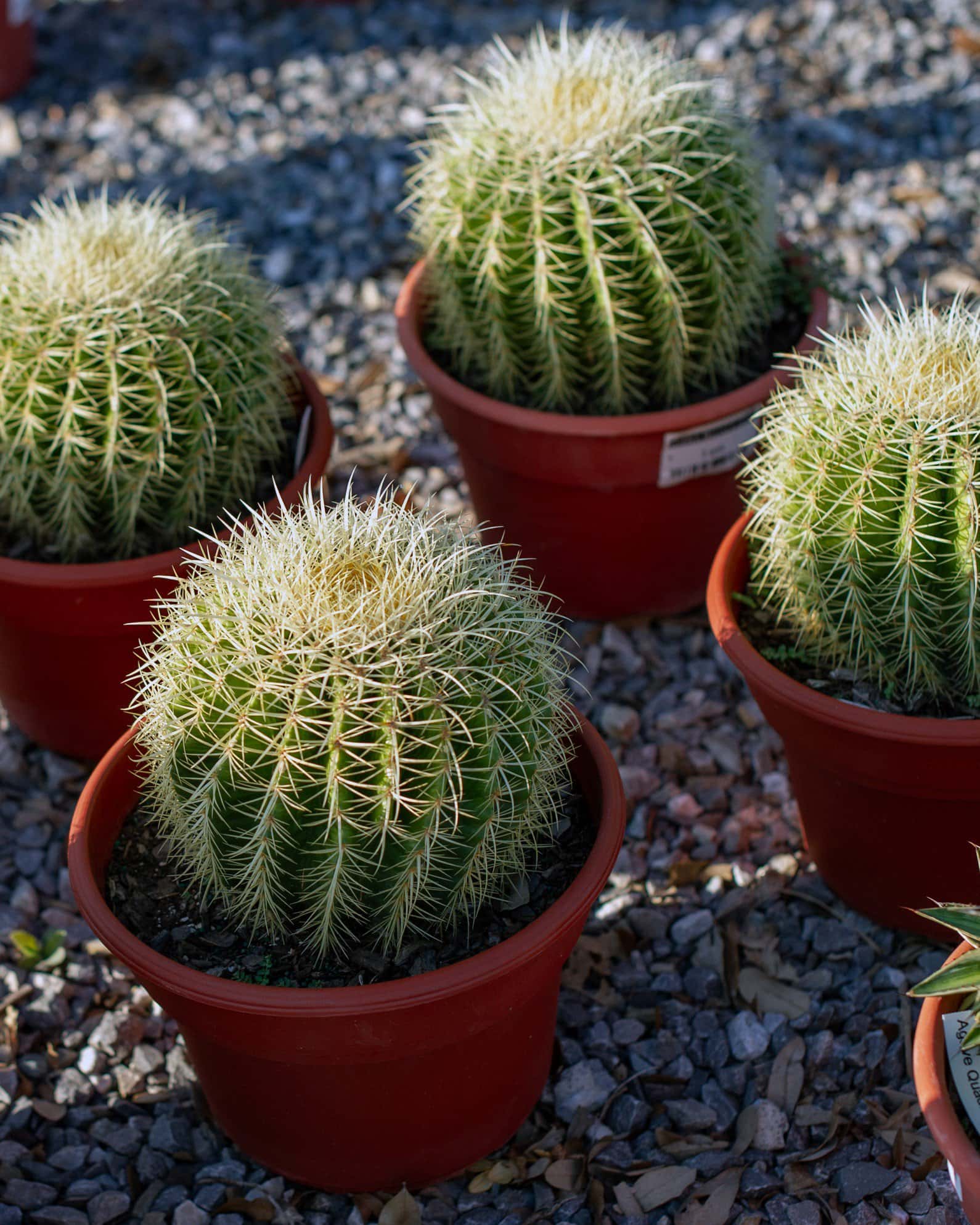 Golden Barrel Cactus - Image 7