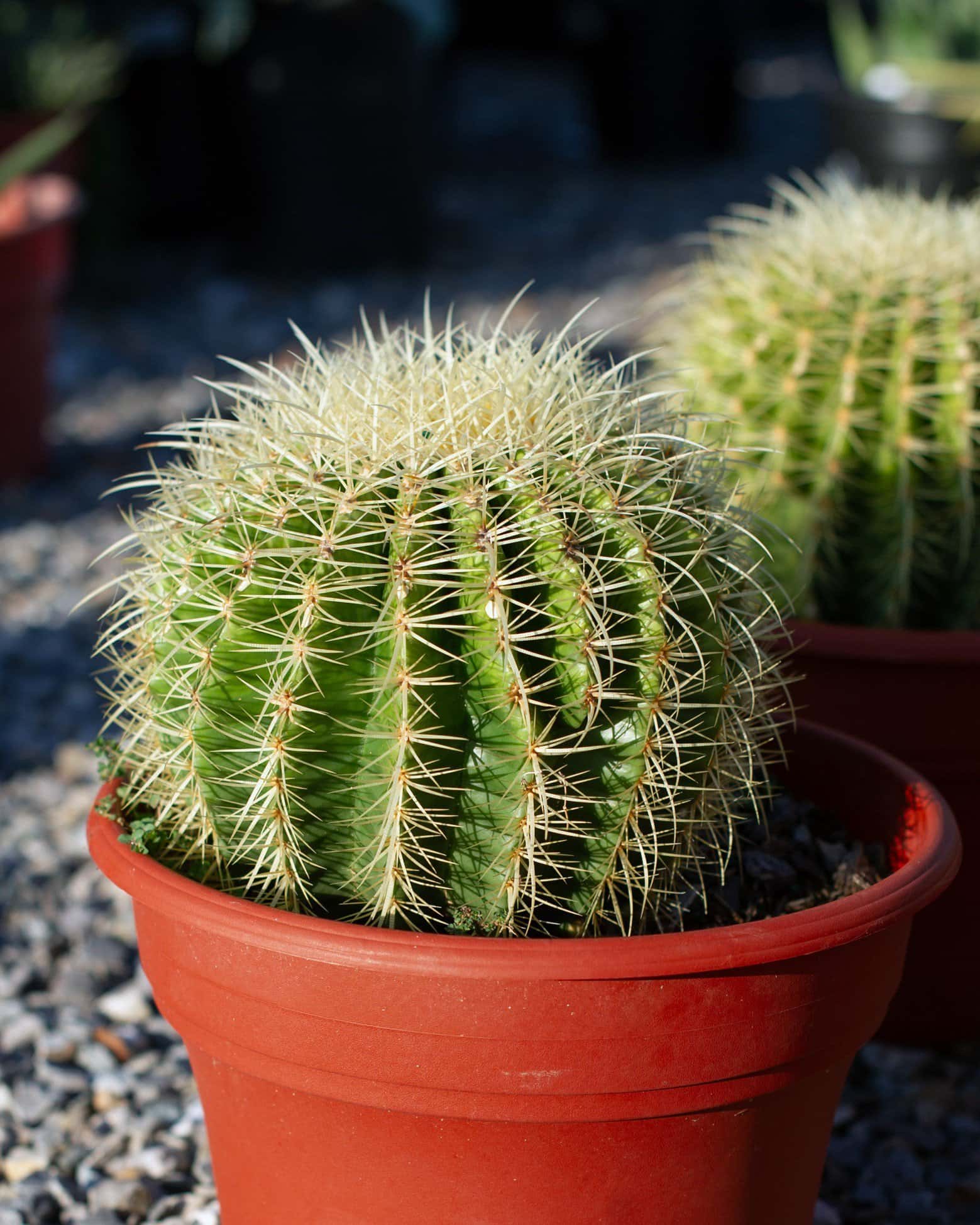 Golden Barrel Cactus - Main Image