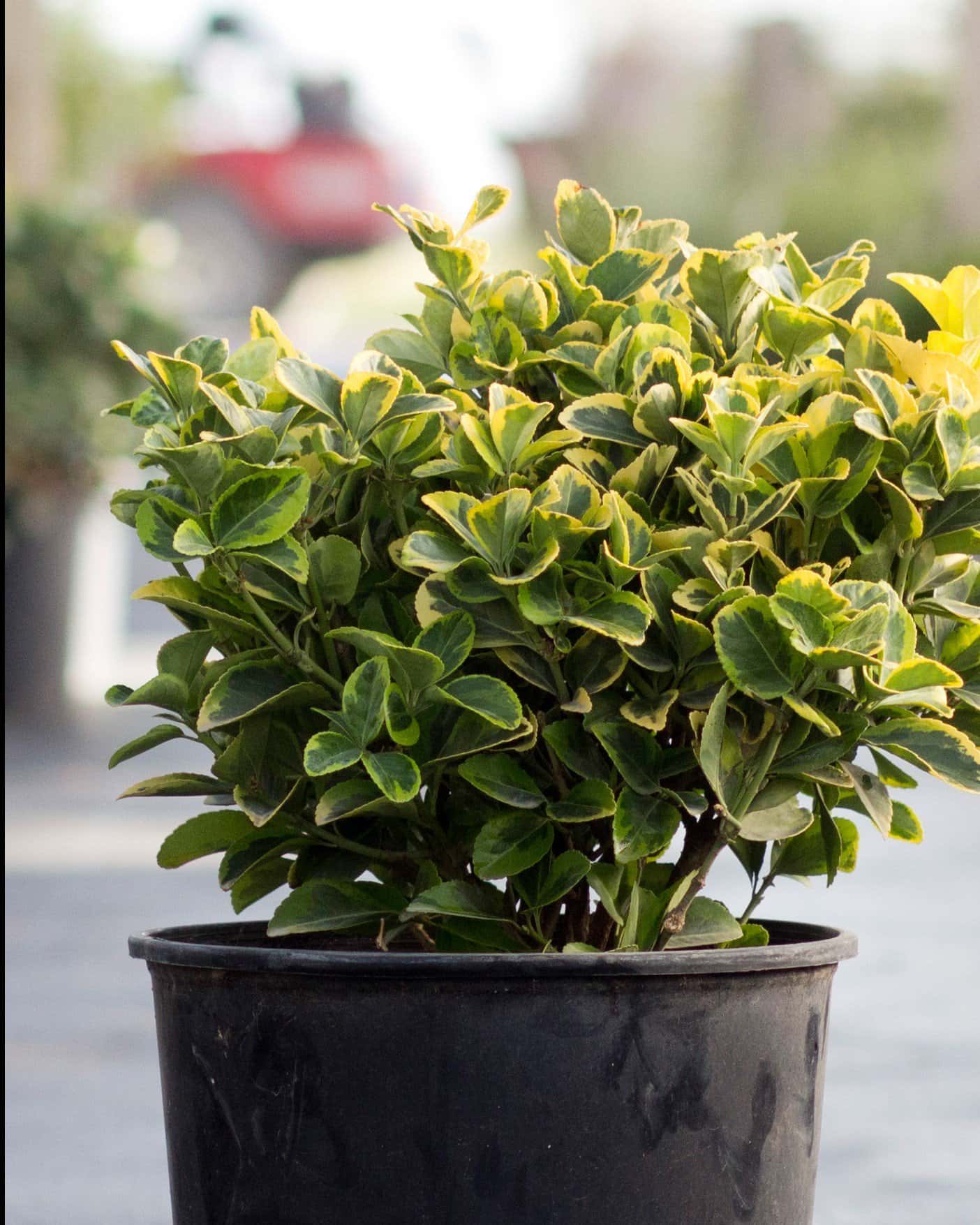Golden Euonymus - Main Image