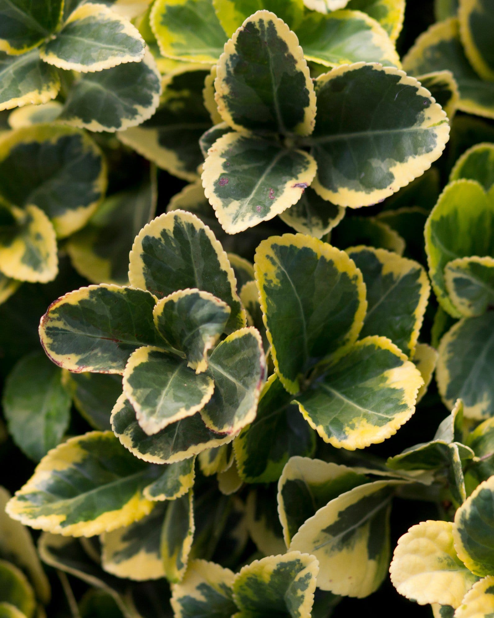 Golden Euonymus - view 2