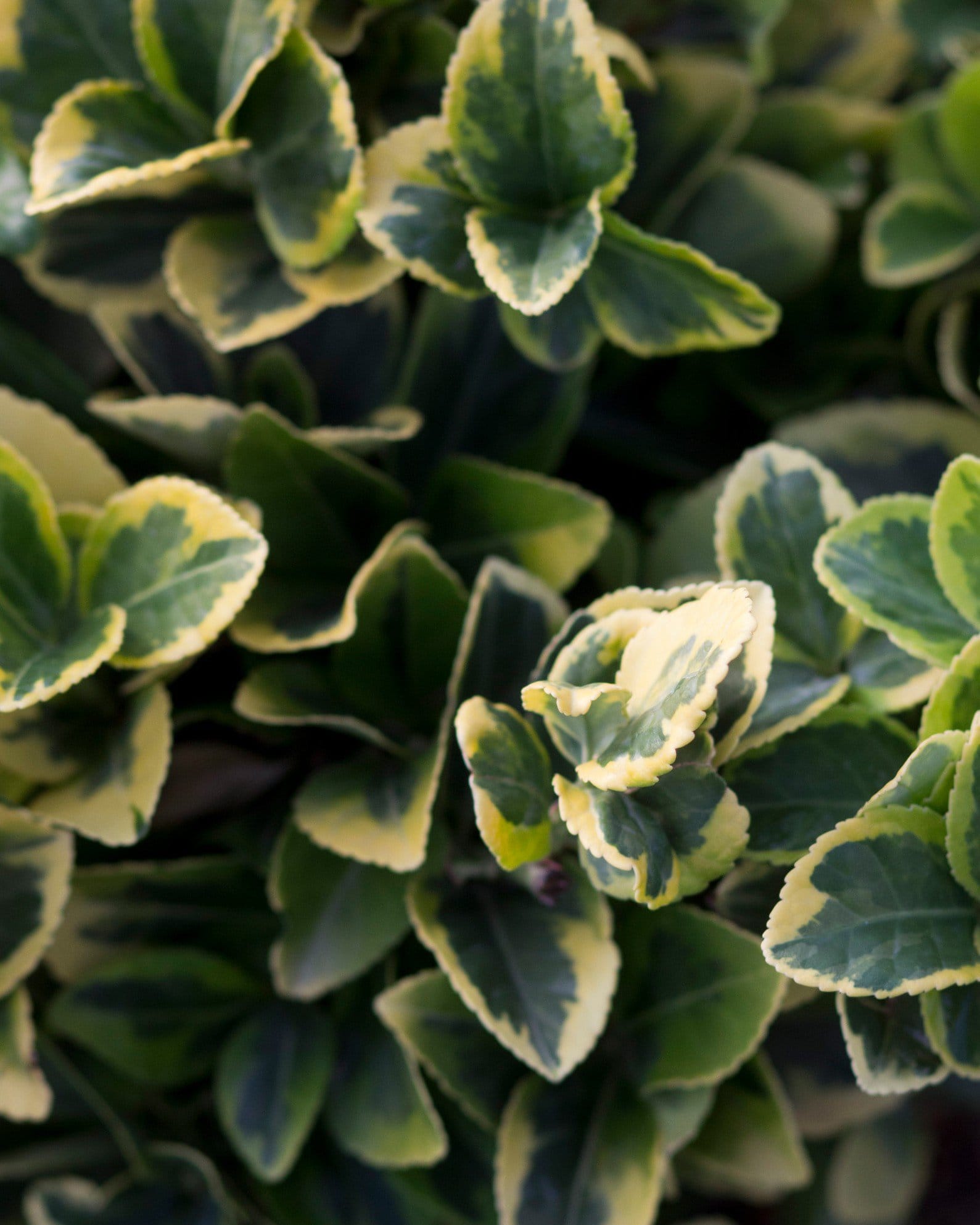 Golden Euonymus - view 3