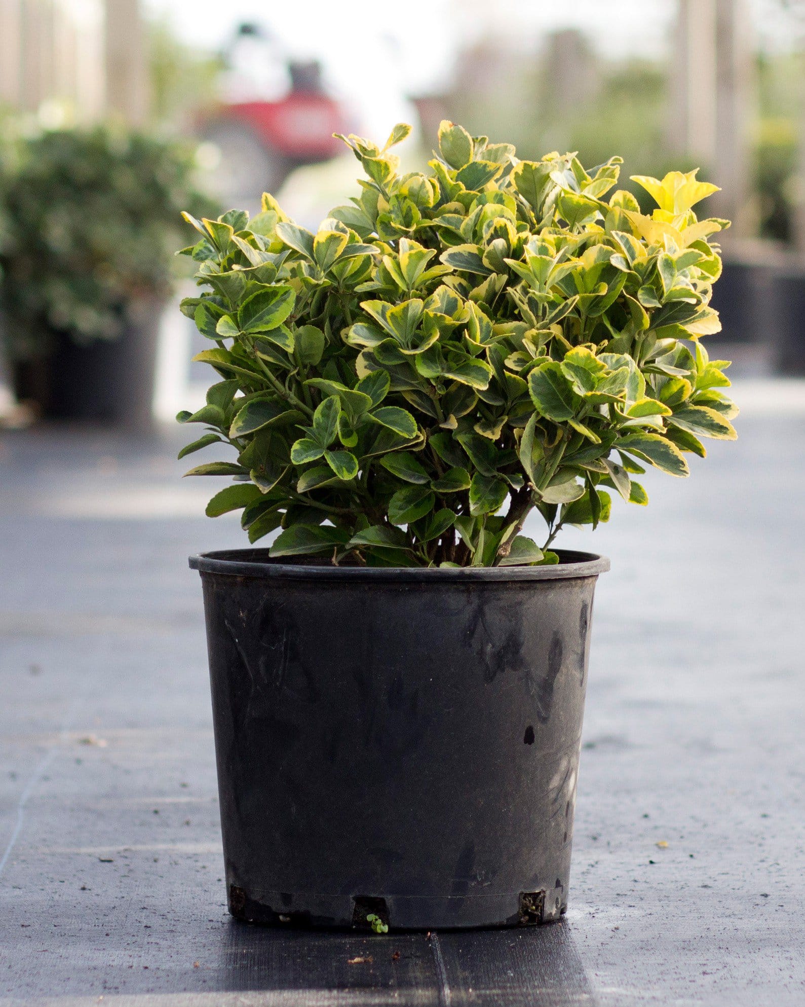 Golden Euonymus - view 4