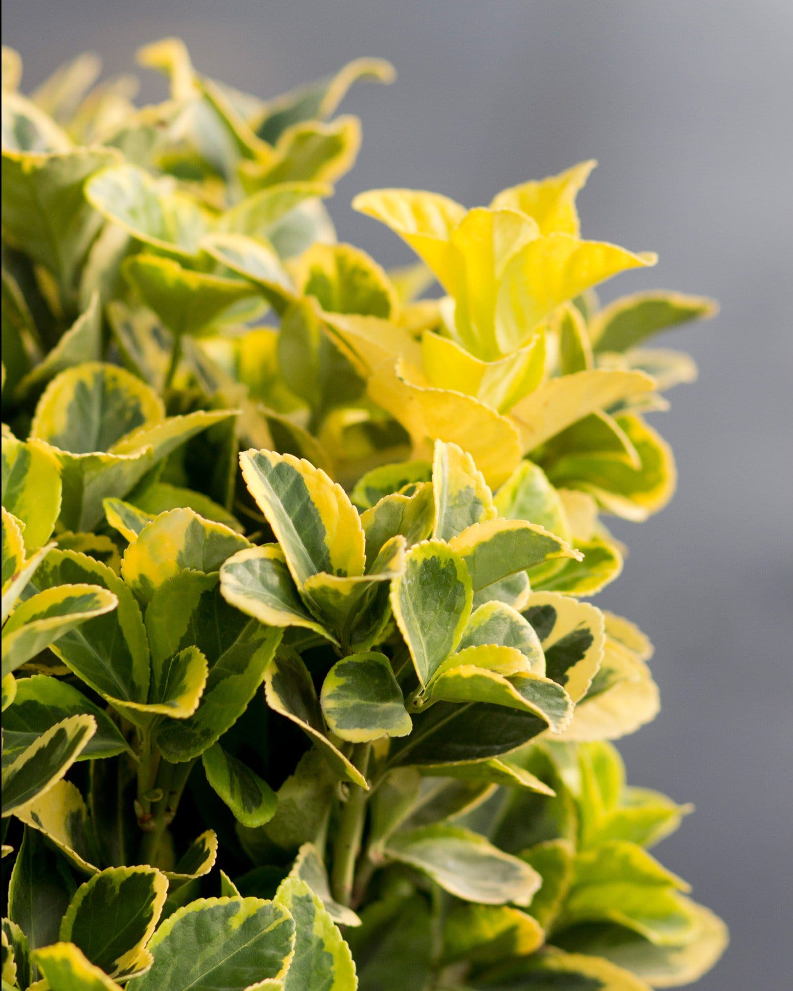 Golden Euonymus - view 5