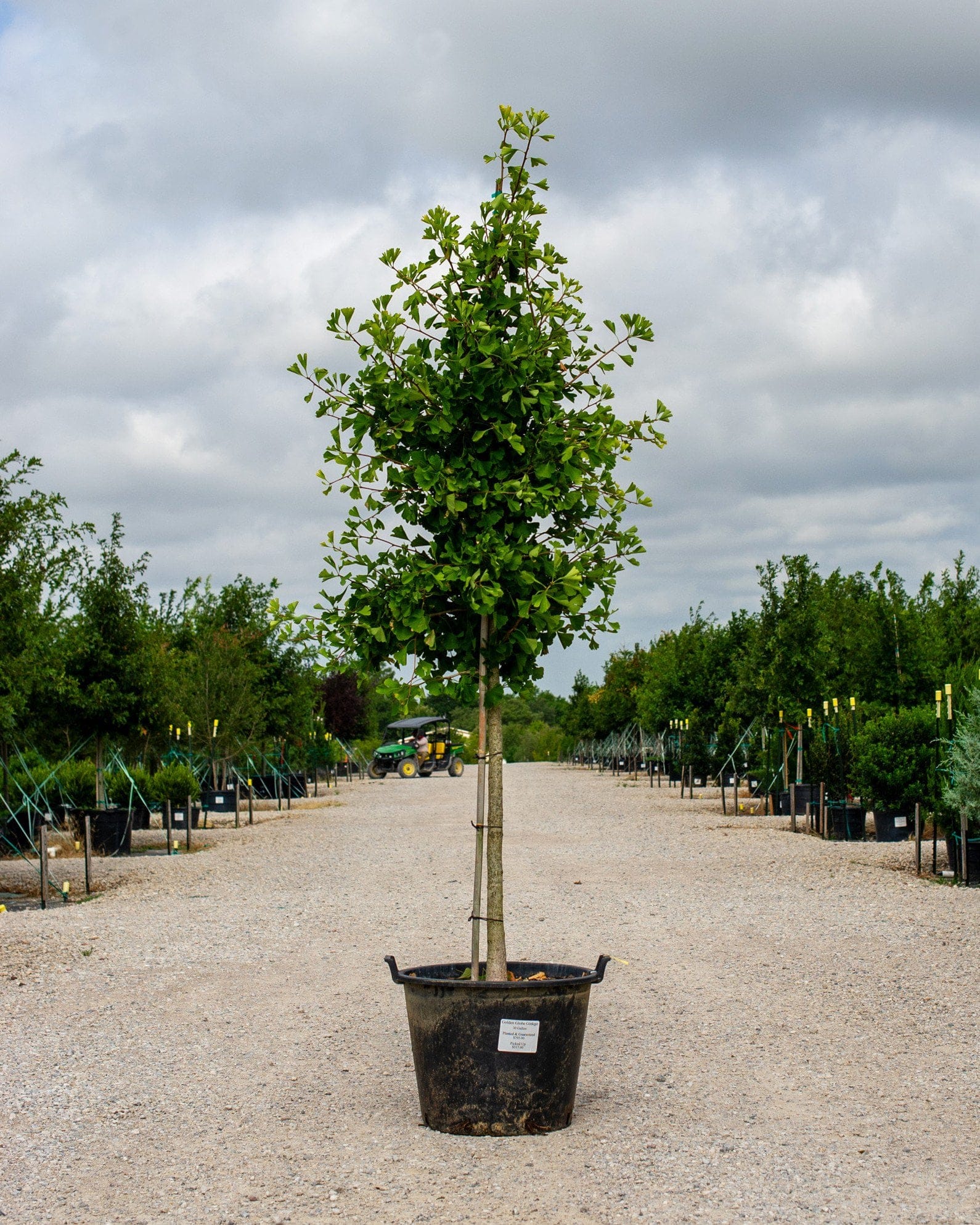 Golden Globe Ginkgo