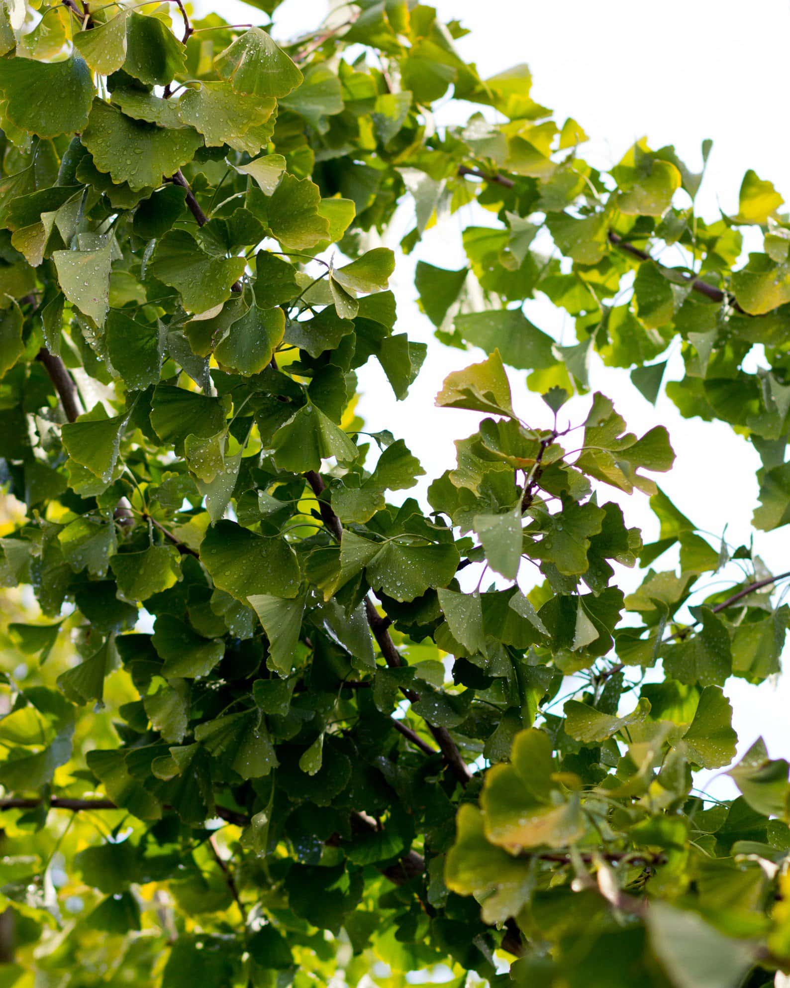 Golden Globe Ginkgo - Image 1