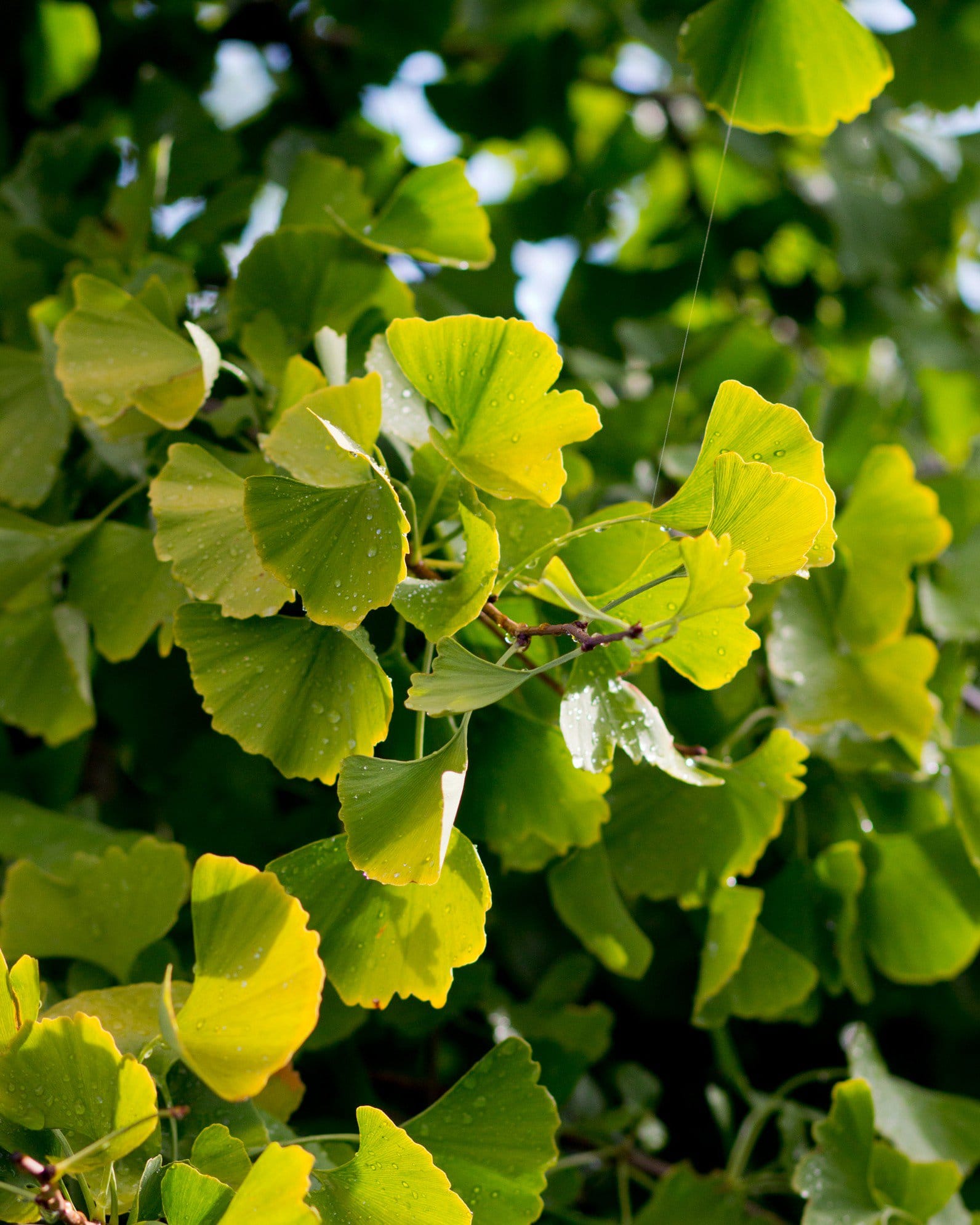 Golden Globe Ginkgo - view 2