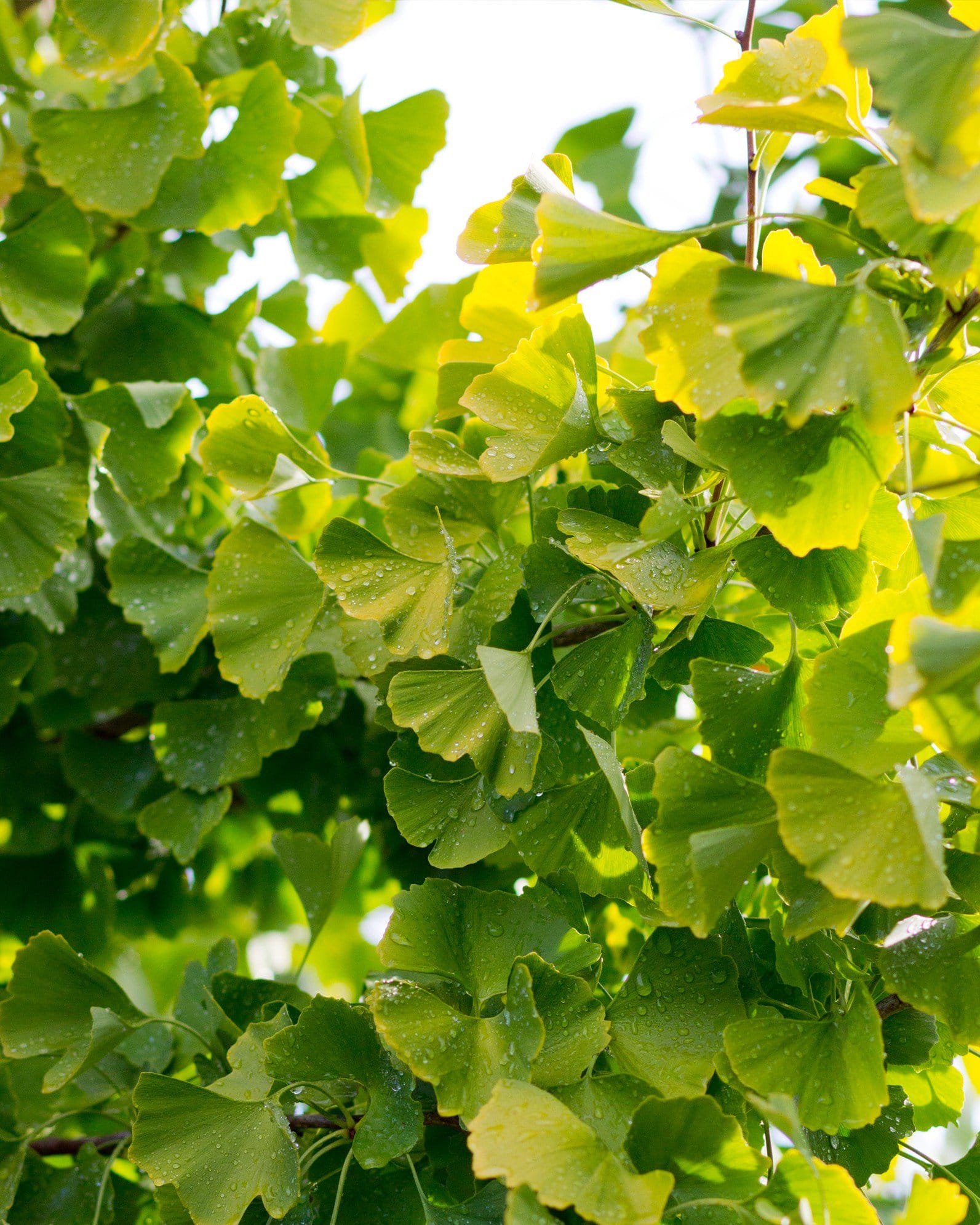 Golden Globe Ginkgo - view 3
