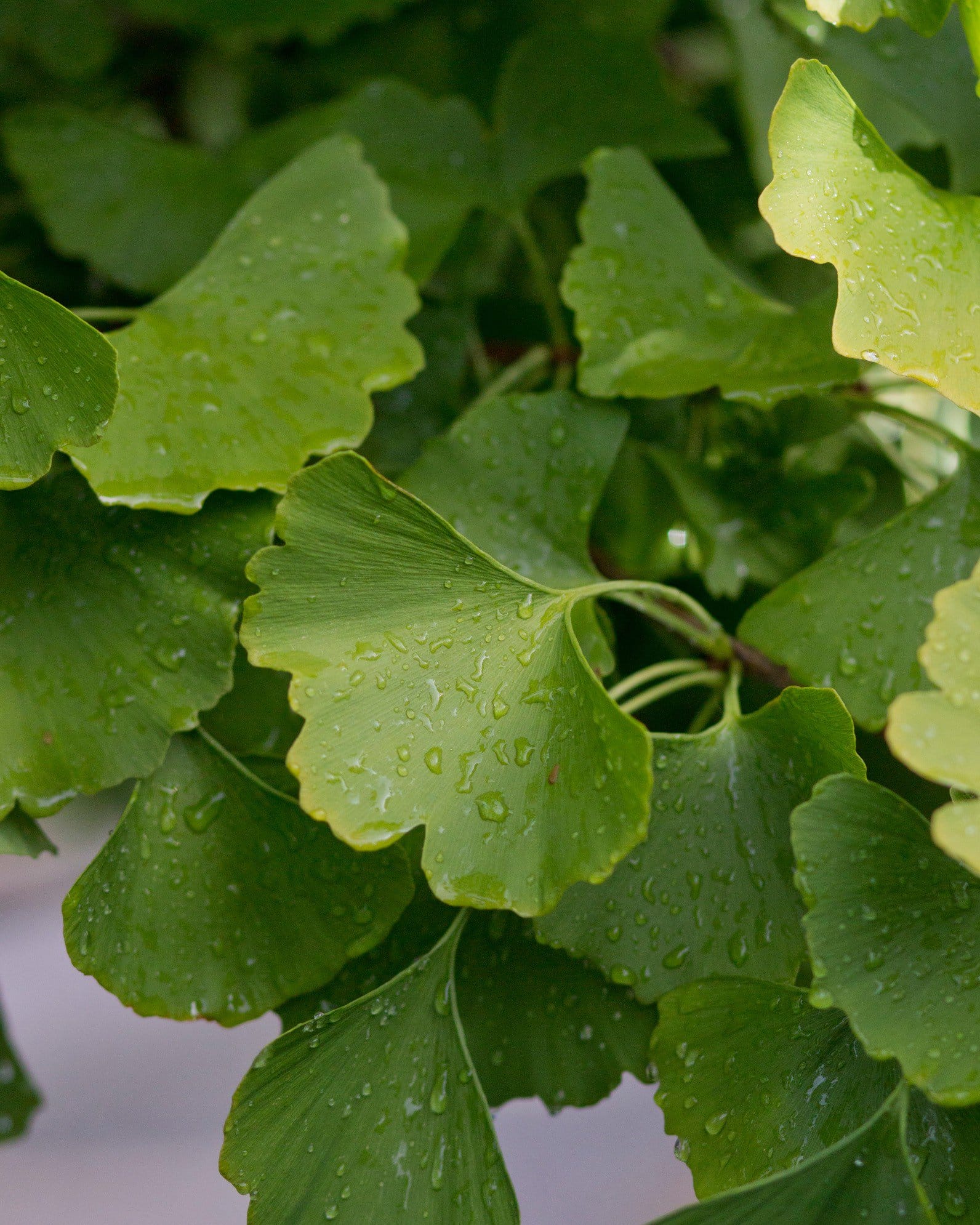 Golden Globe Ginkgo - view 4