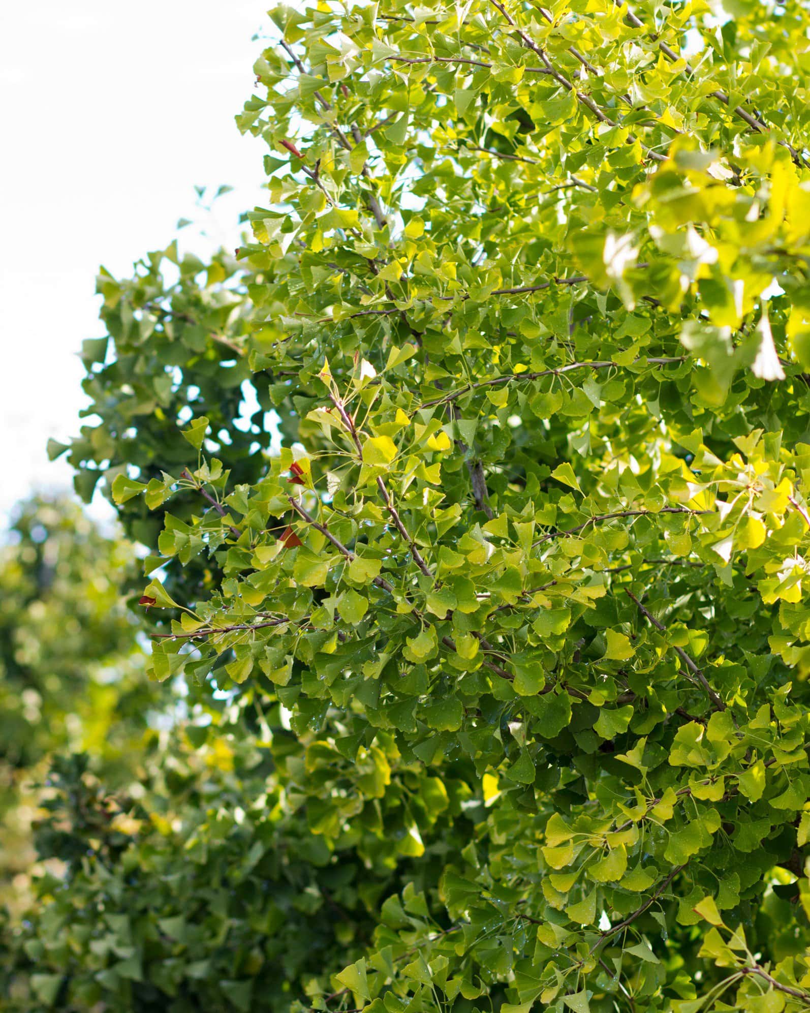 Golden Globe Ginkgo - Image 5