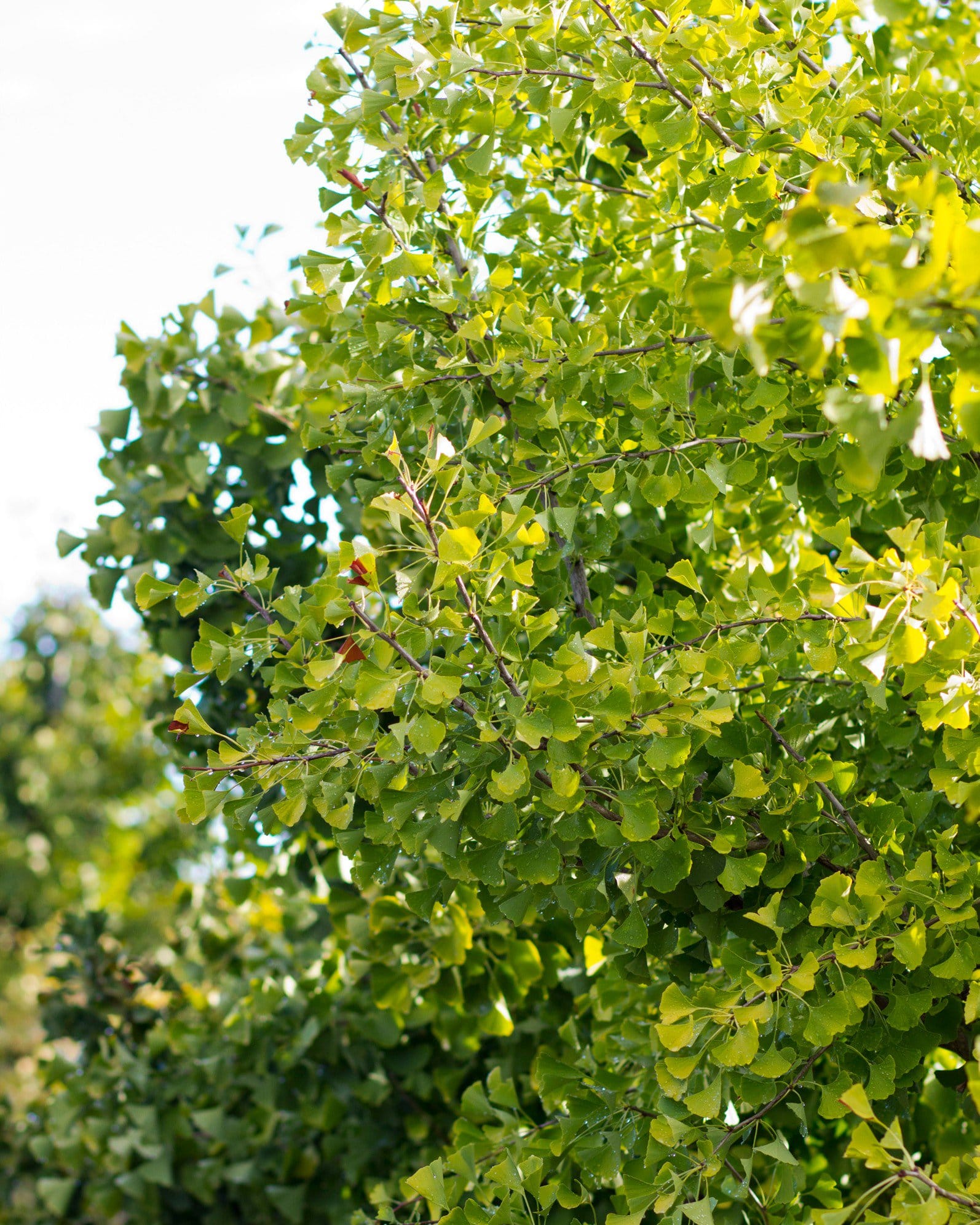 Golden Globe Ginkgo - view 5