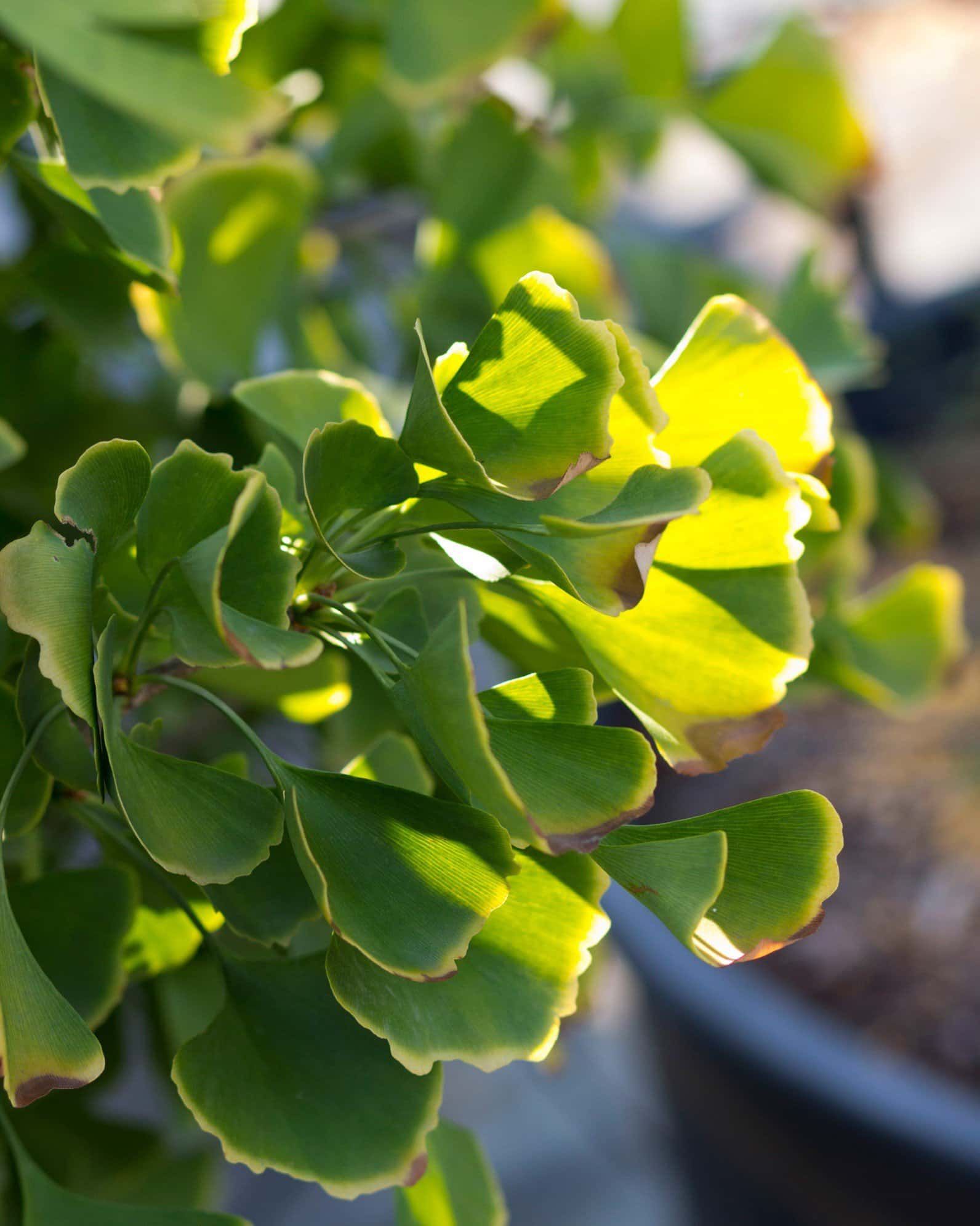 Goldspire Ginkgo - Image 1