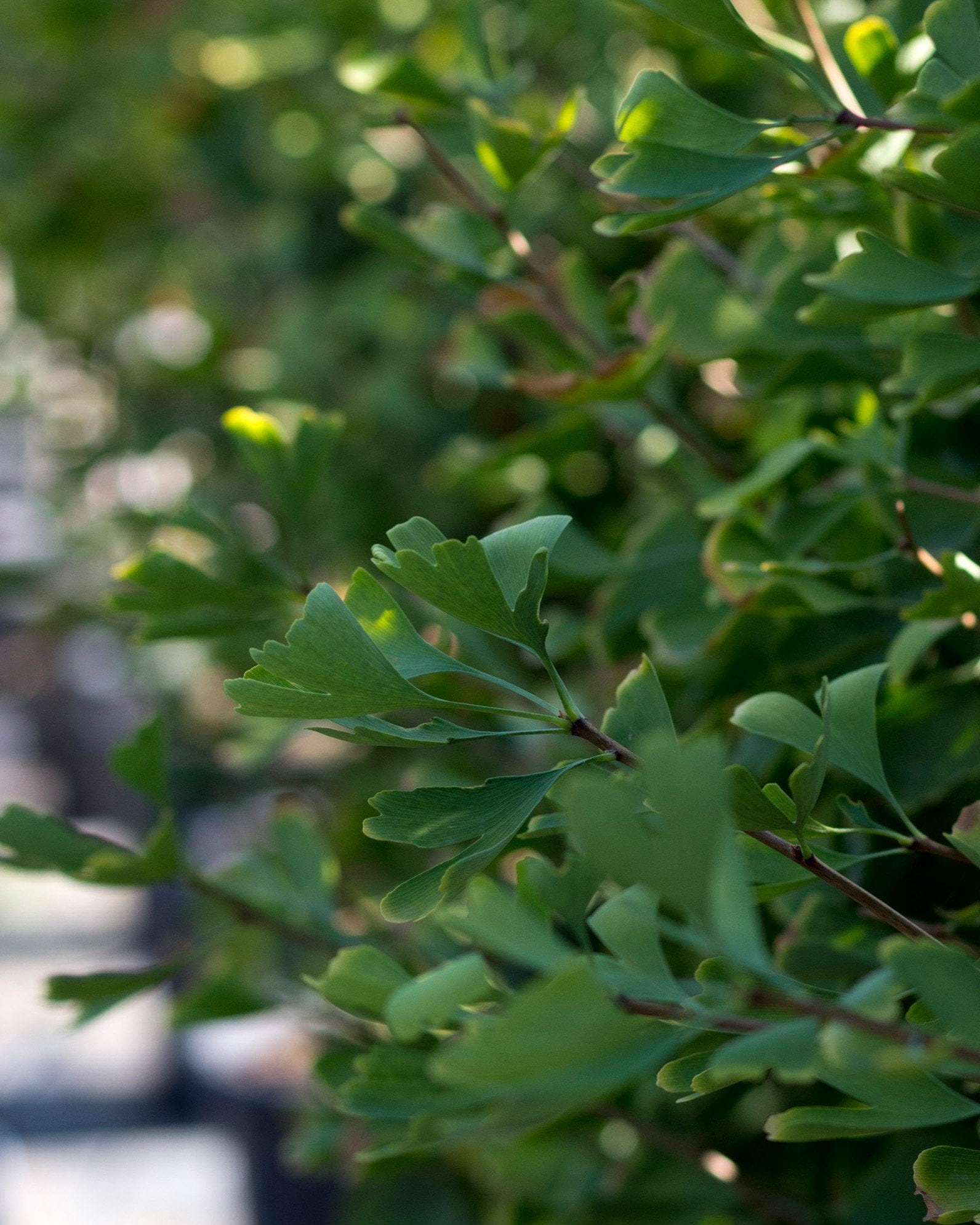 Goldspire Ginkgo - view 3