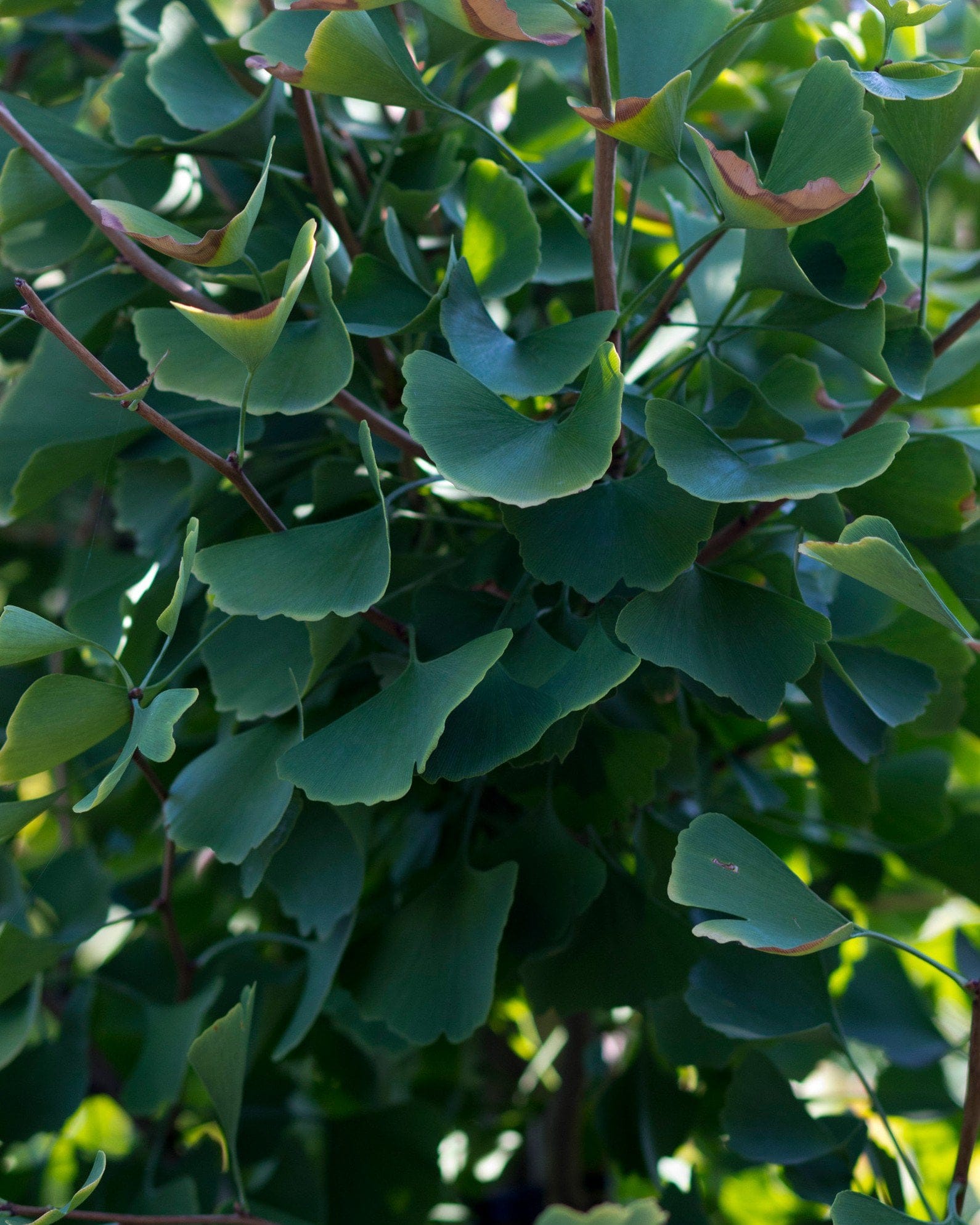 Goldspire Ginkgo - view 4