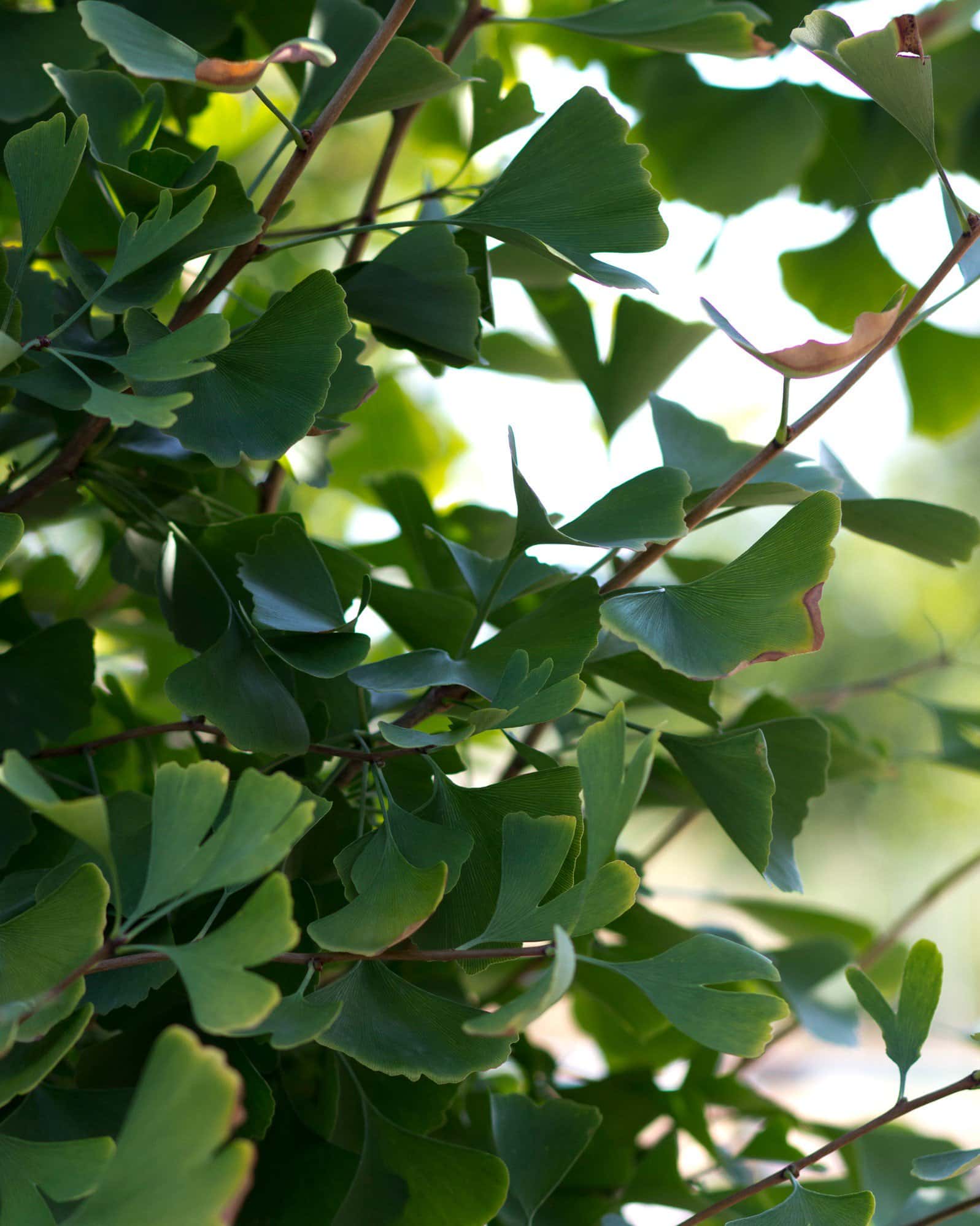 Goldspire Ginkgo - Image 4
