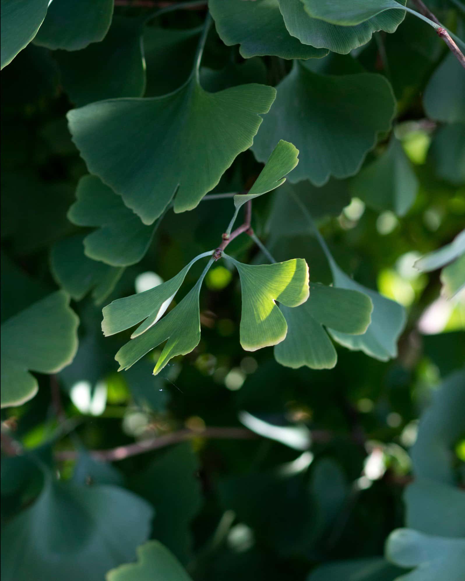 Goldspire Ginkgo - Image 5
