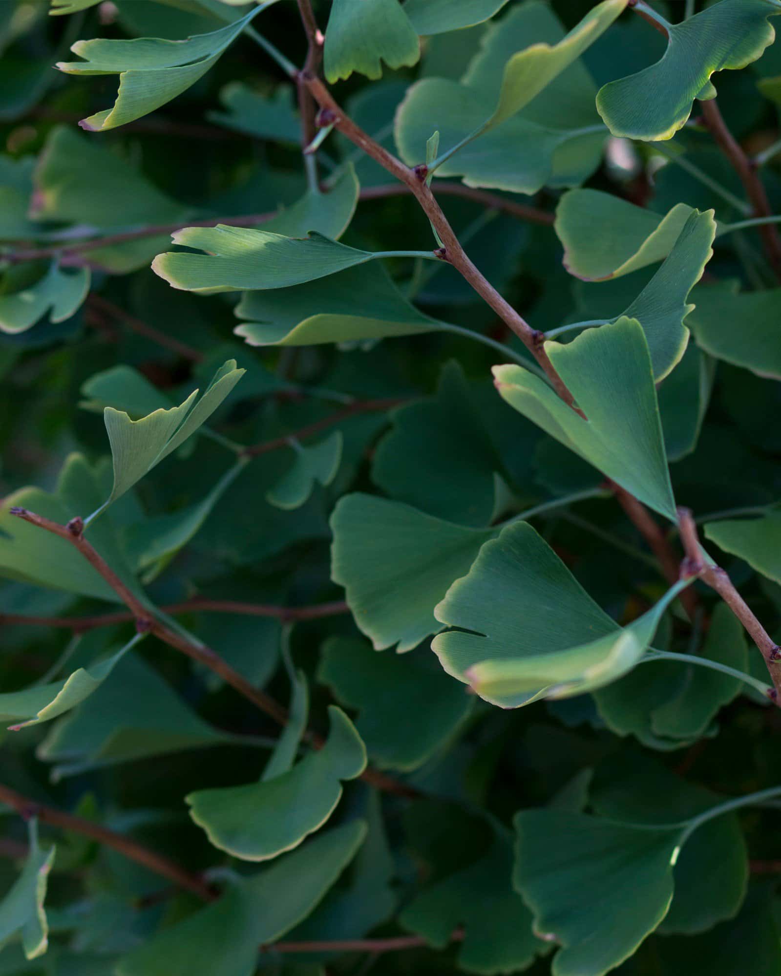 Goldspire Ginkgo - Image 7