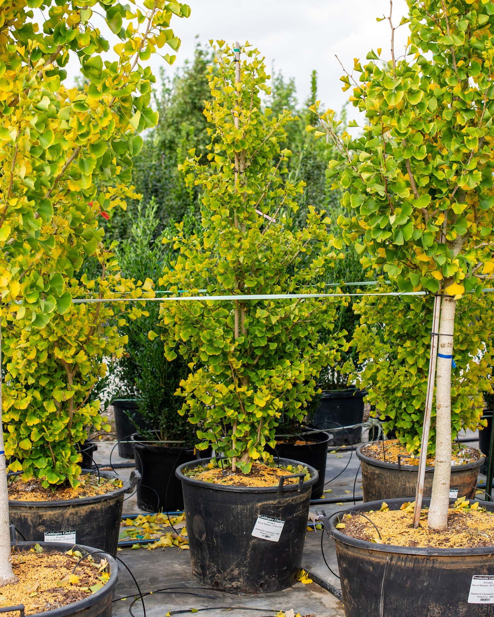 Grindstone Ginkgo - Image 4