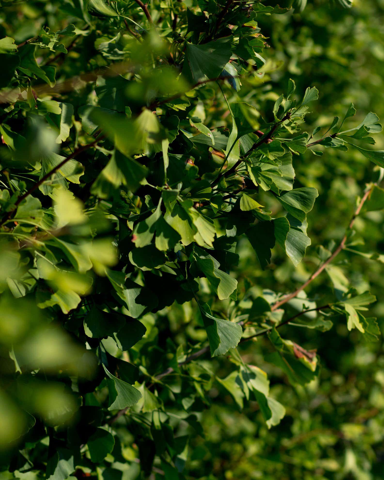 Grindstone Ginkgo - Image 6