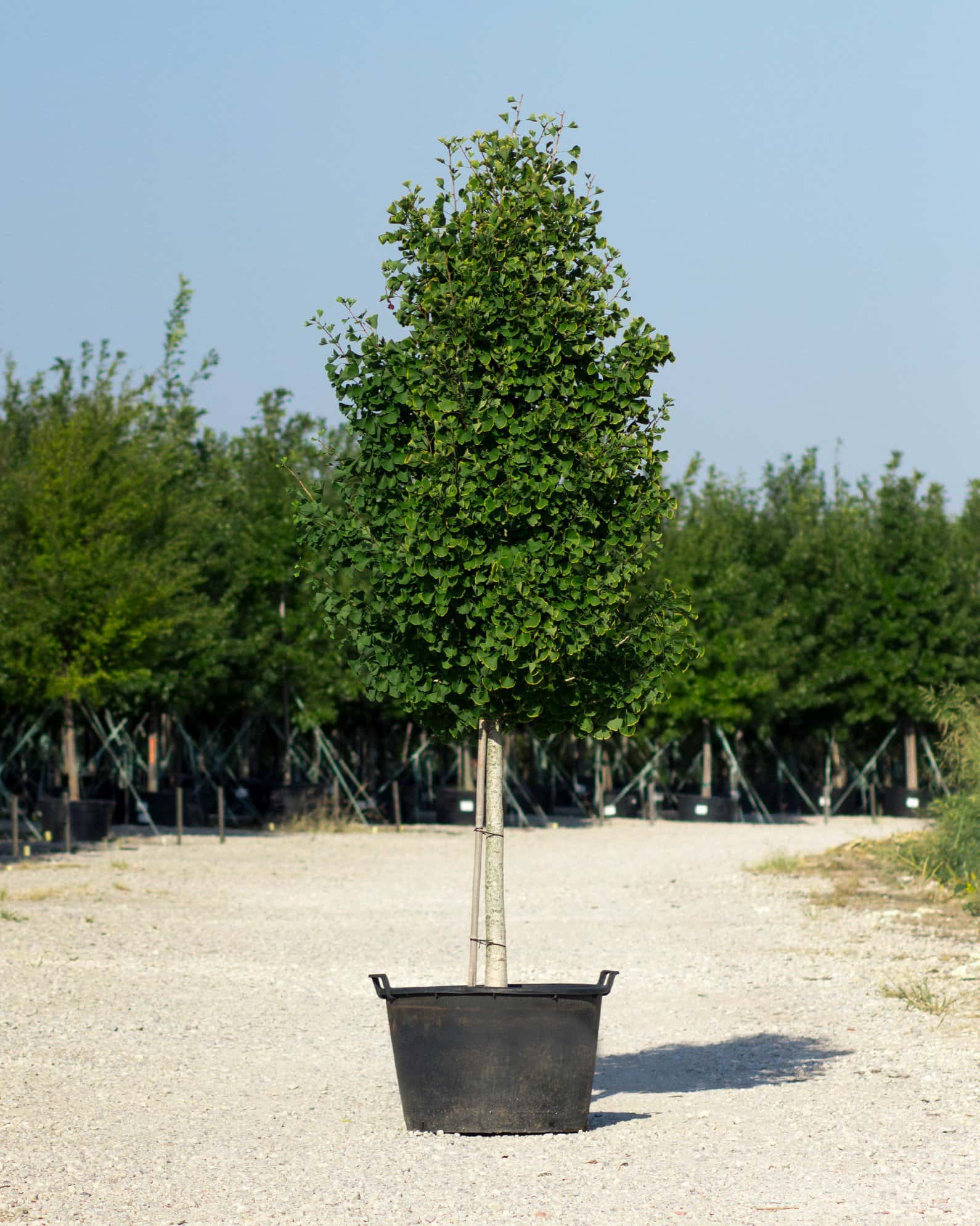 Presidential Gold Ginkgo - Main Image