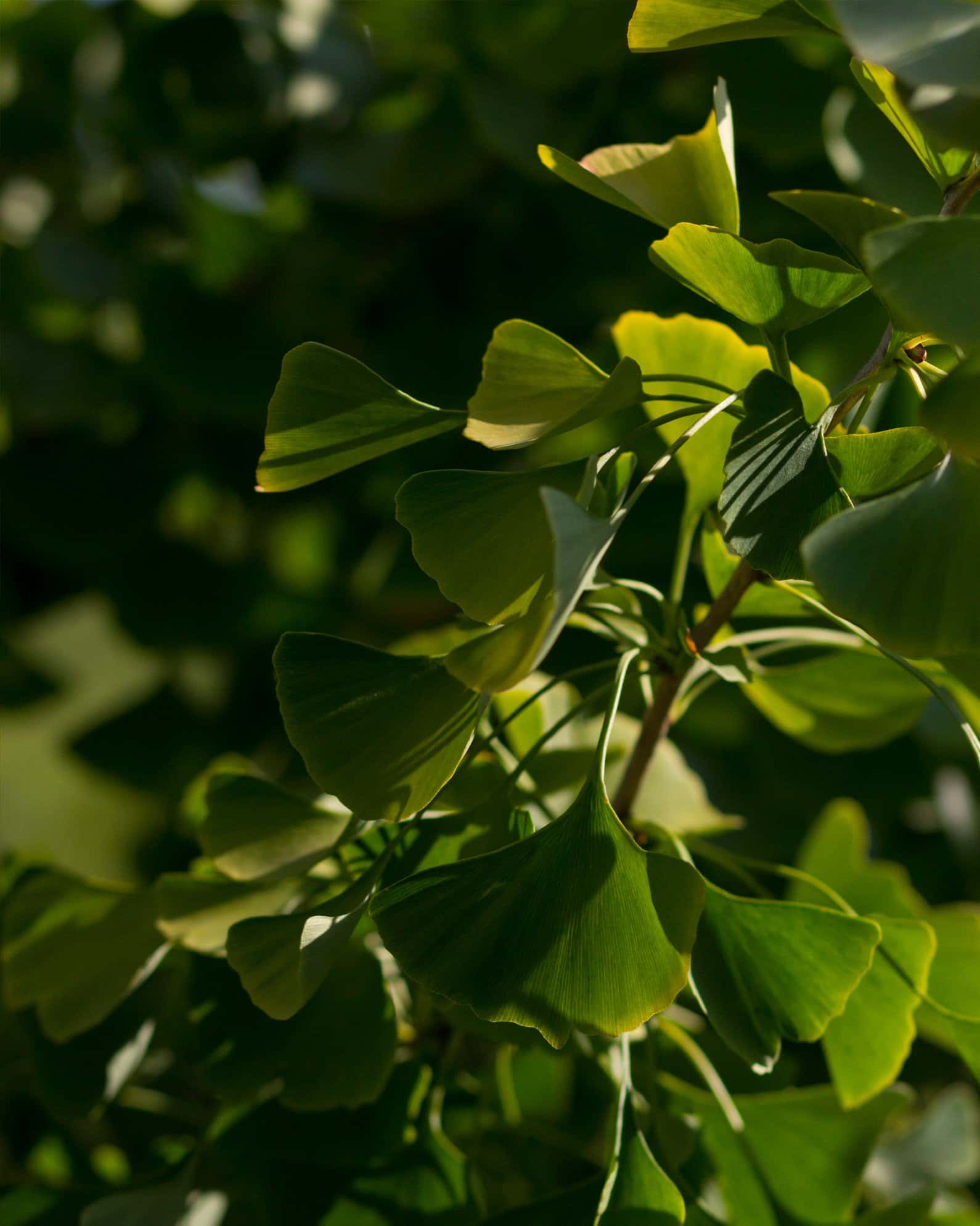 Presidential Gold Ginkgo - Image 2