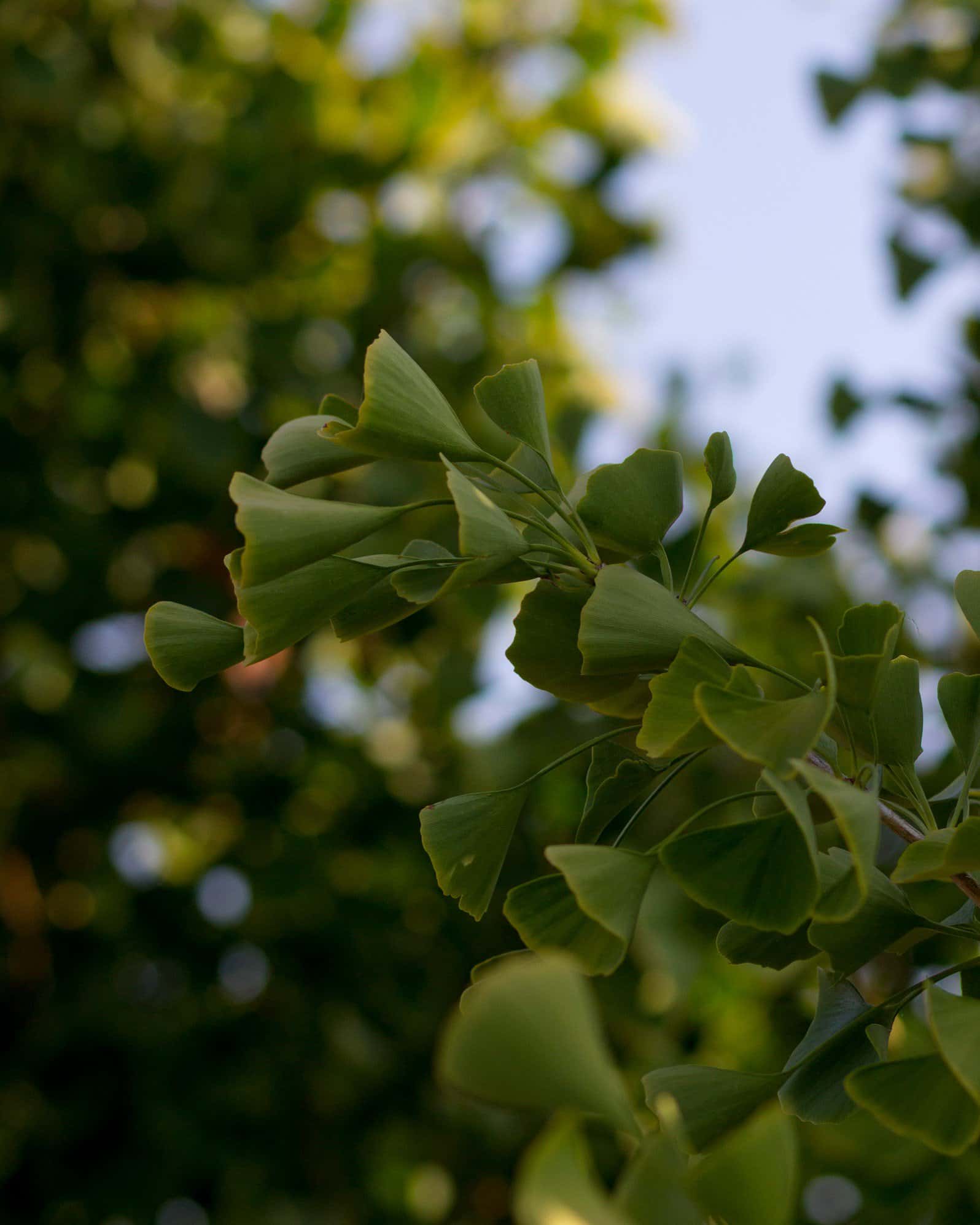 Presidential Gold Ginkgo - Image 6