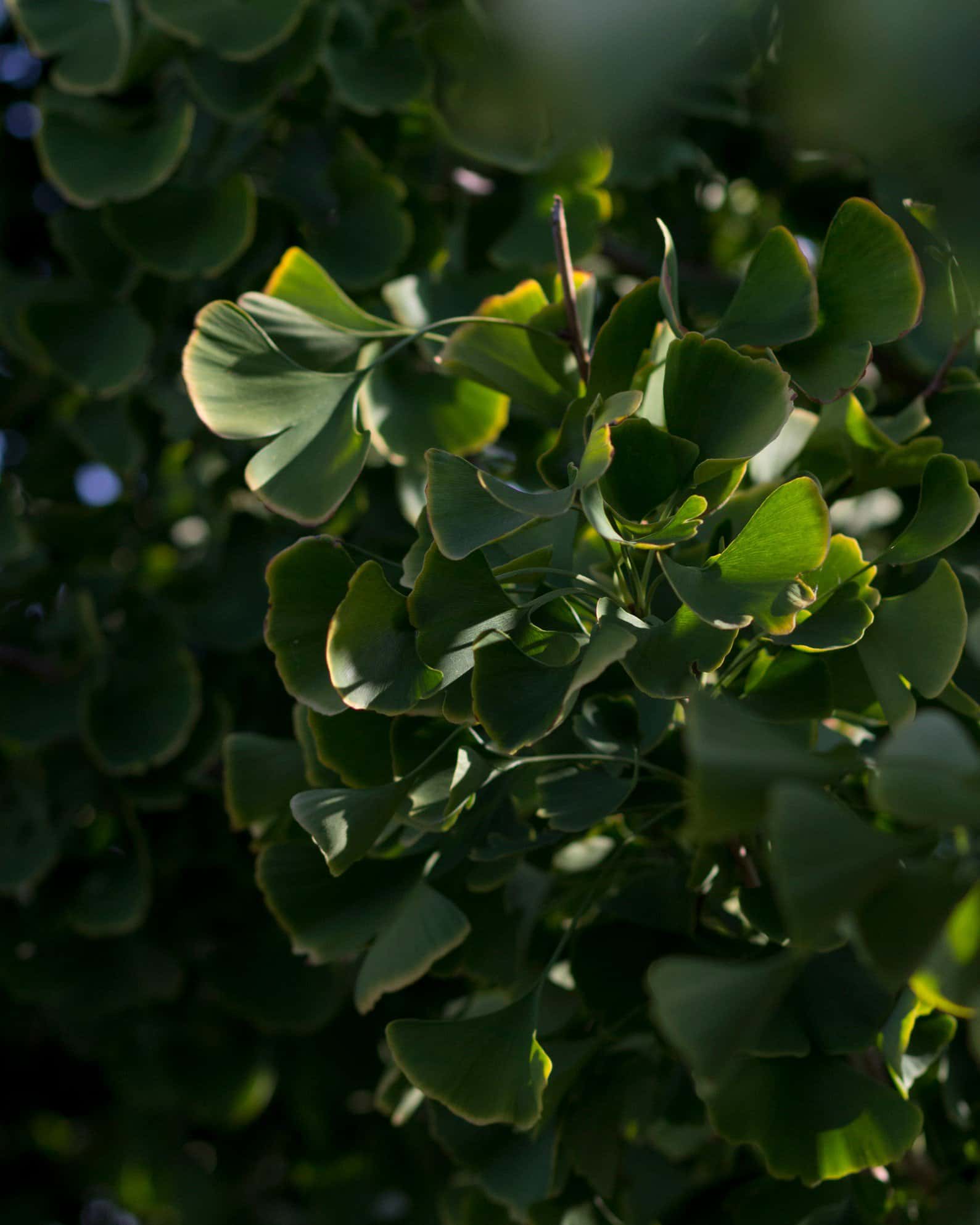 Presidential Gold Ginkgo - Image 7