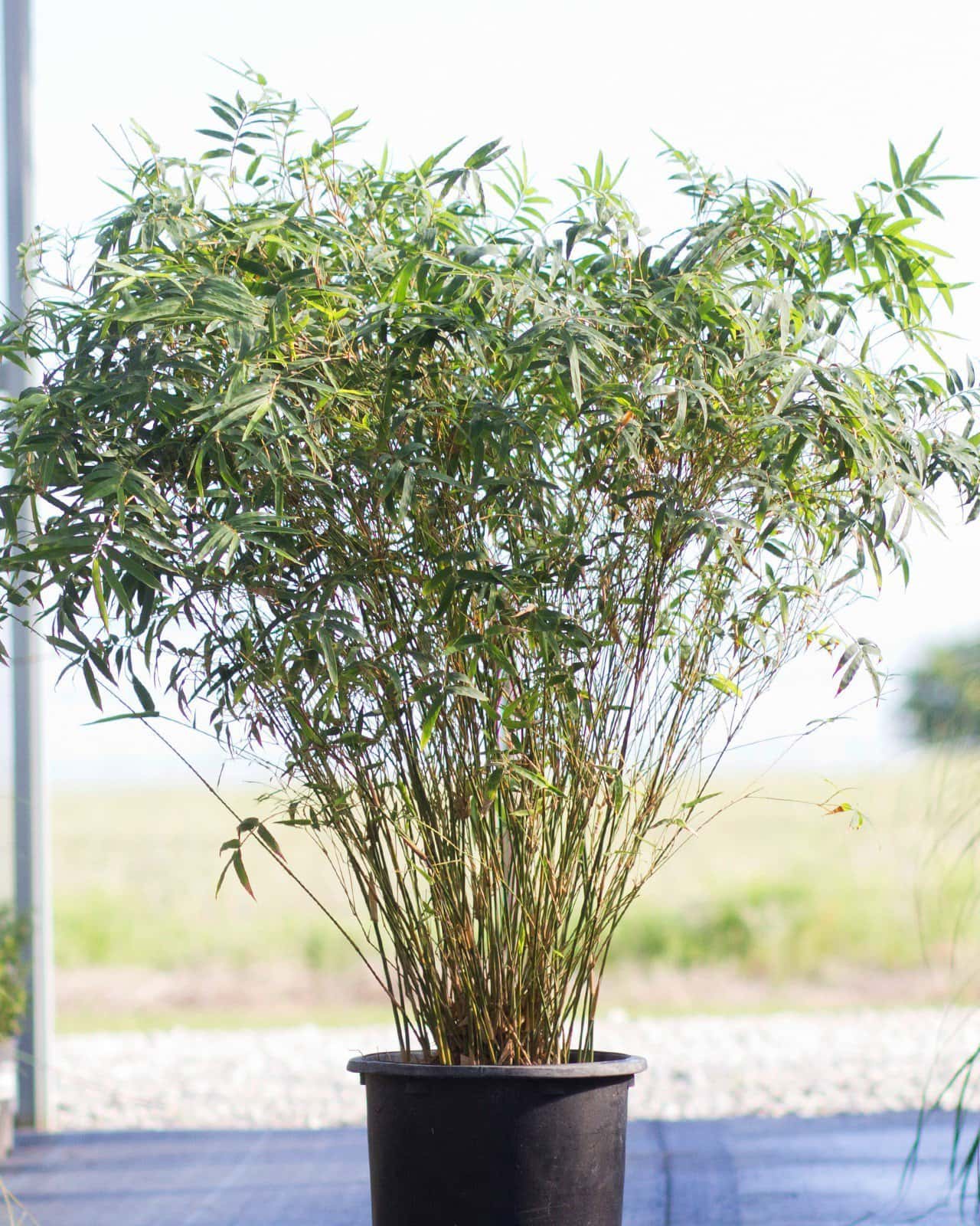 Golden Goddess Bamboo - Main Image