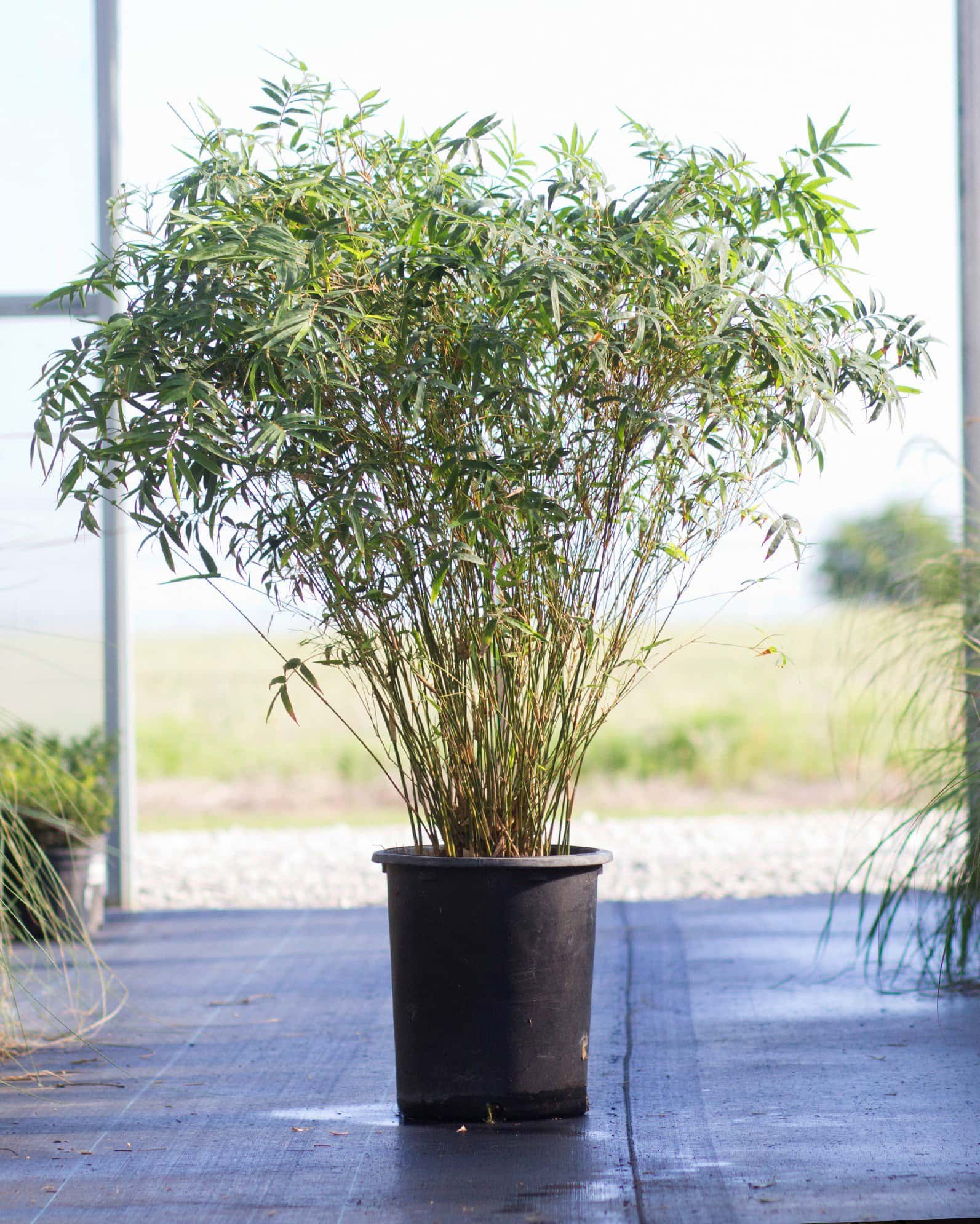 Golden Goddess Bamboo - Image 1