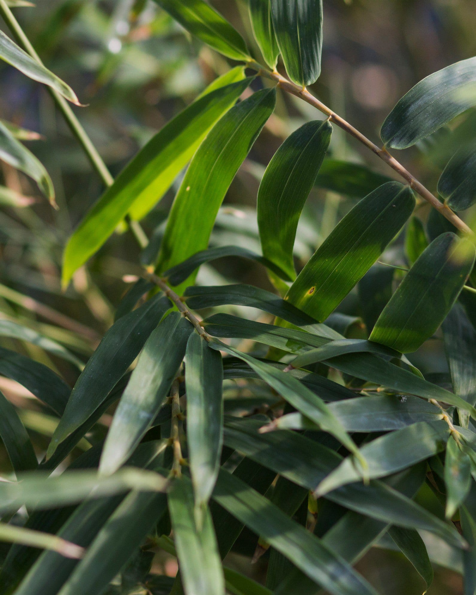 Golden Goddess Bamboo - view 2
