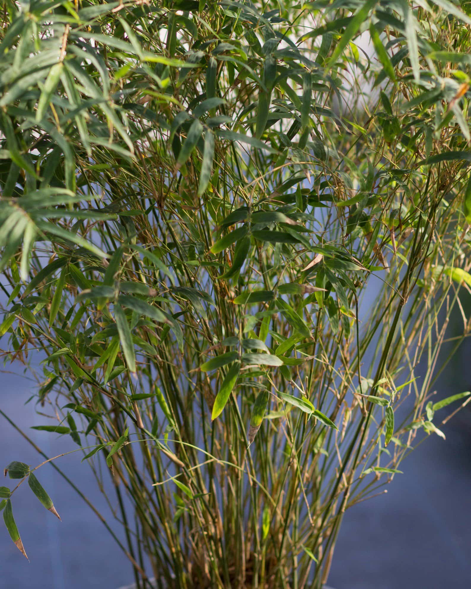 Golden Goddess Bamboo - Image 7