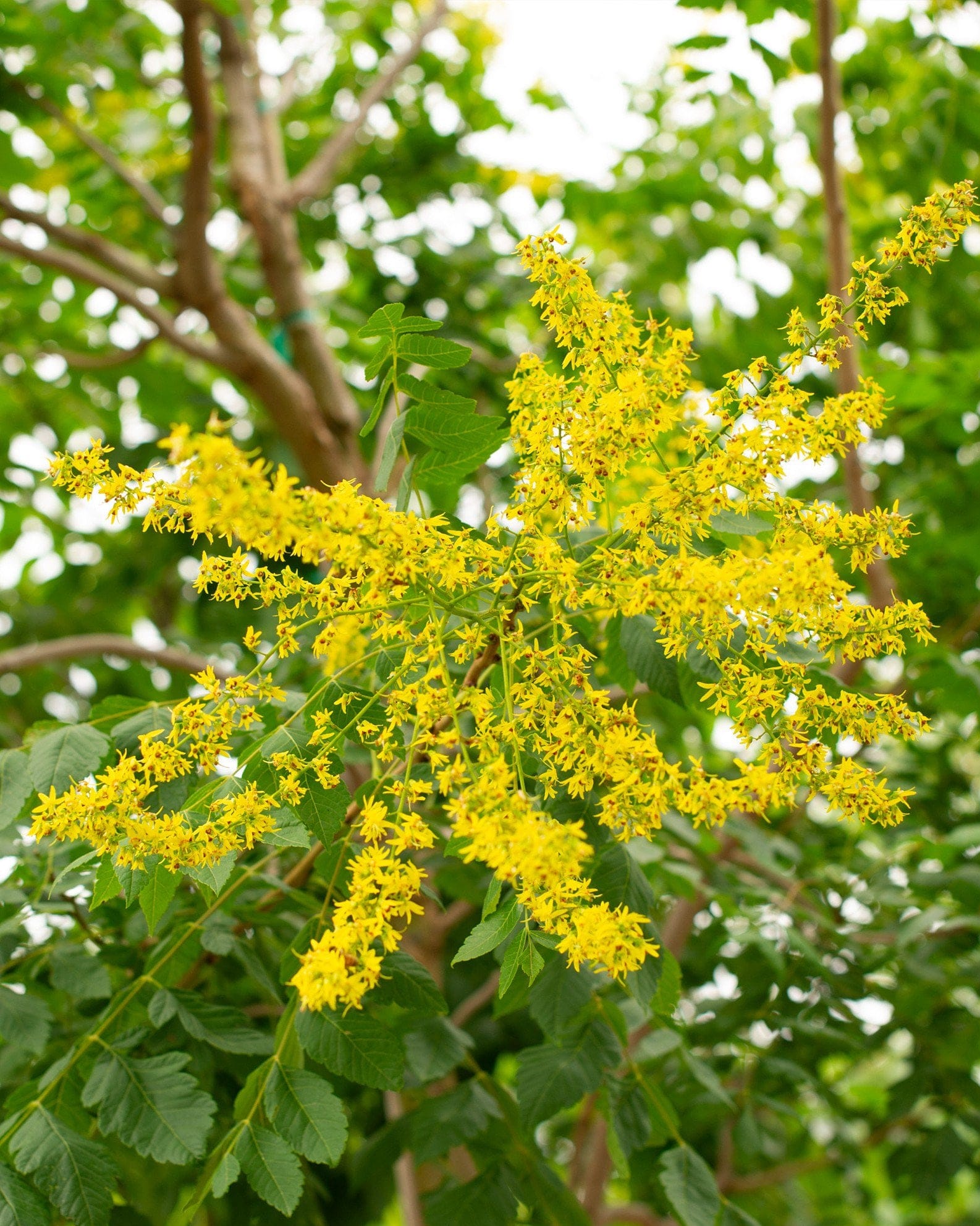 Golden Rain Tree