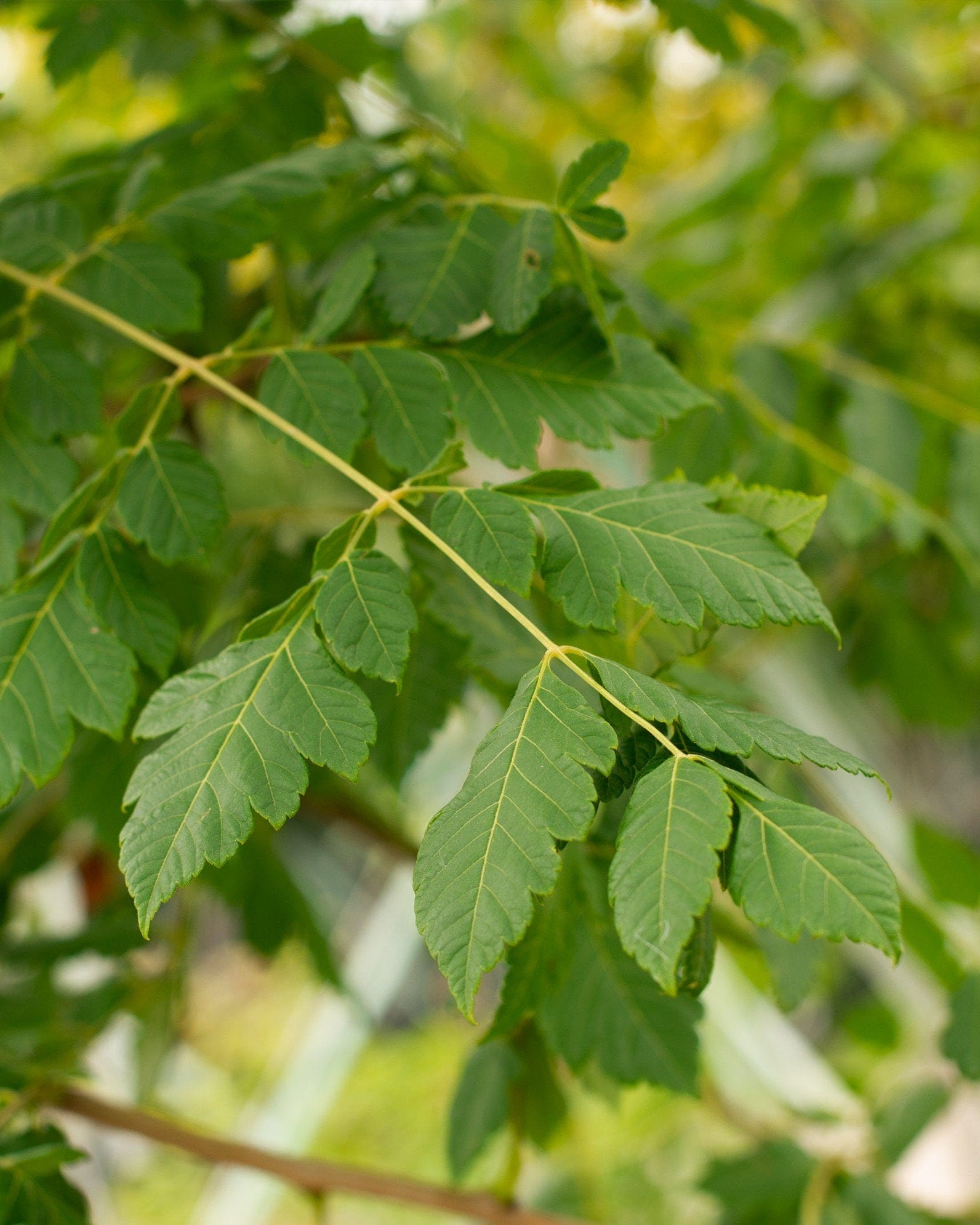 Golden Rain Tree - view 2