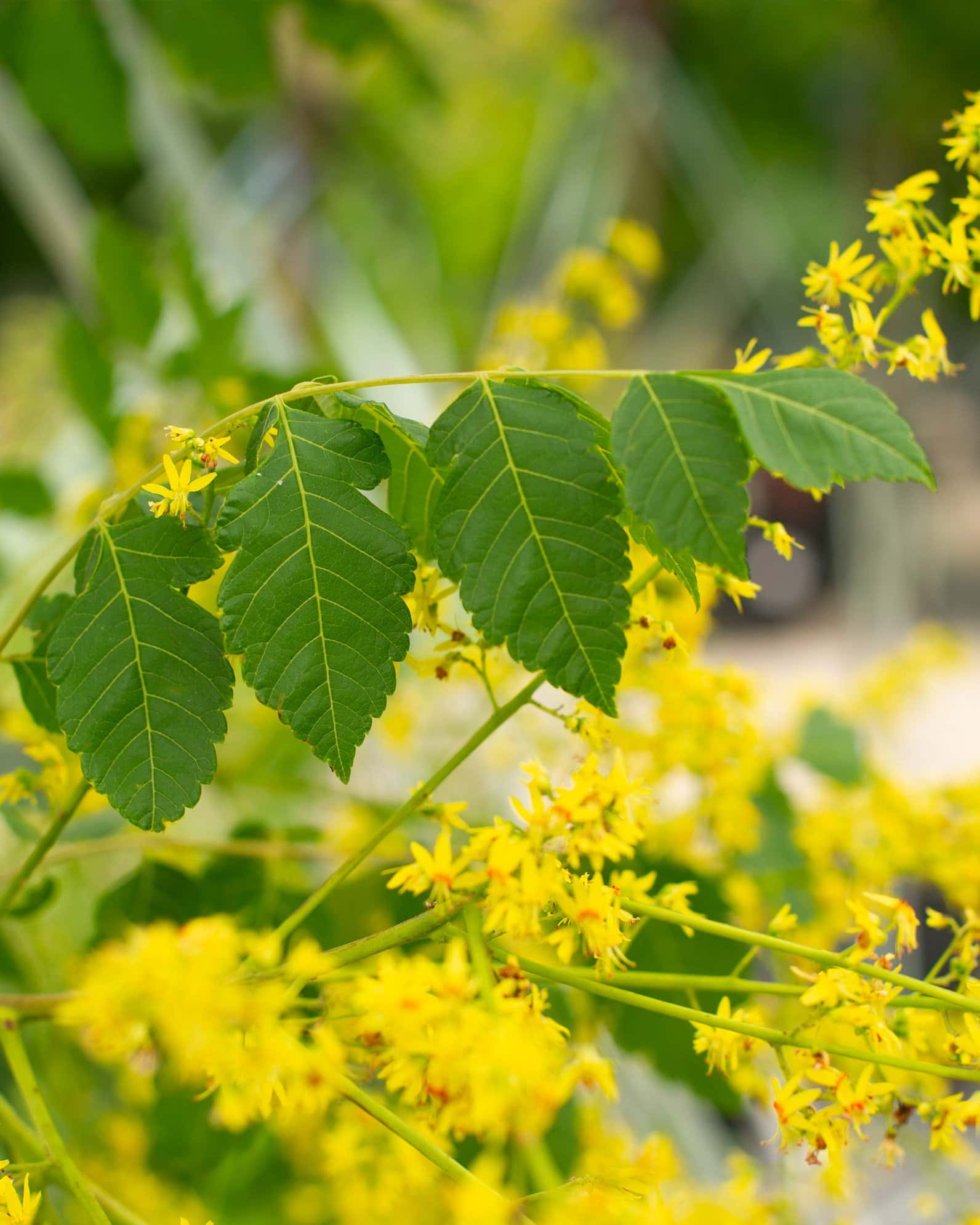 Golden Rain Tree - Image 2