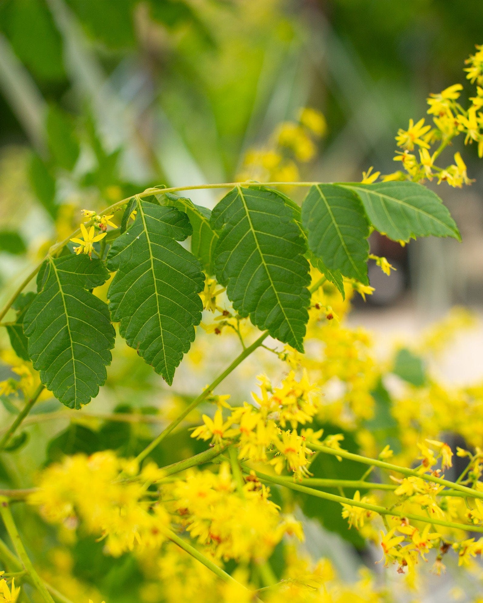 Golden Rain Tree - view 3