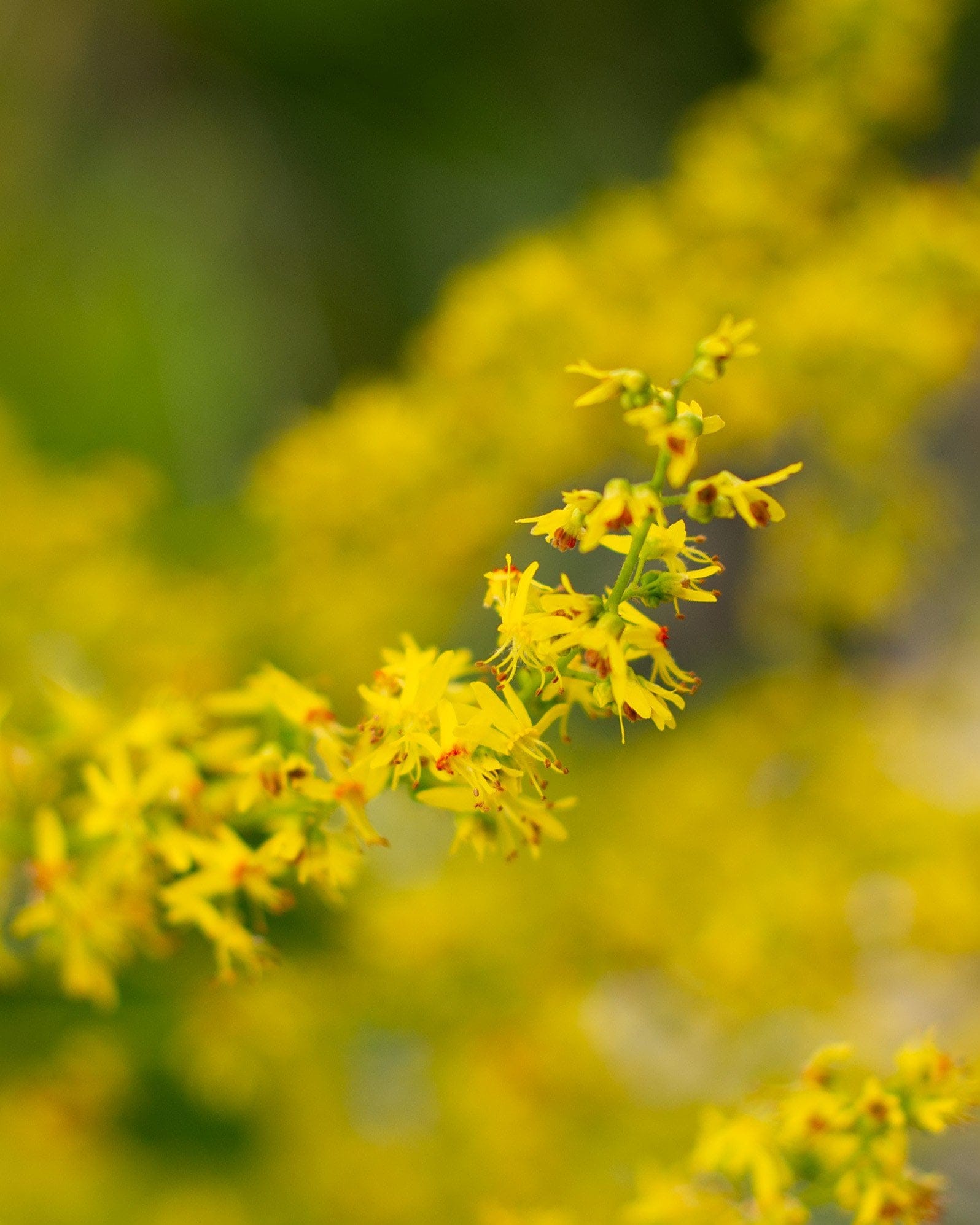 Golden Rain Tree - view 4