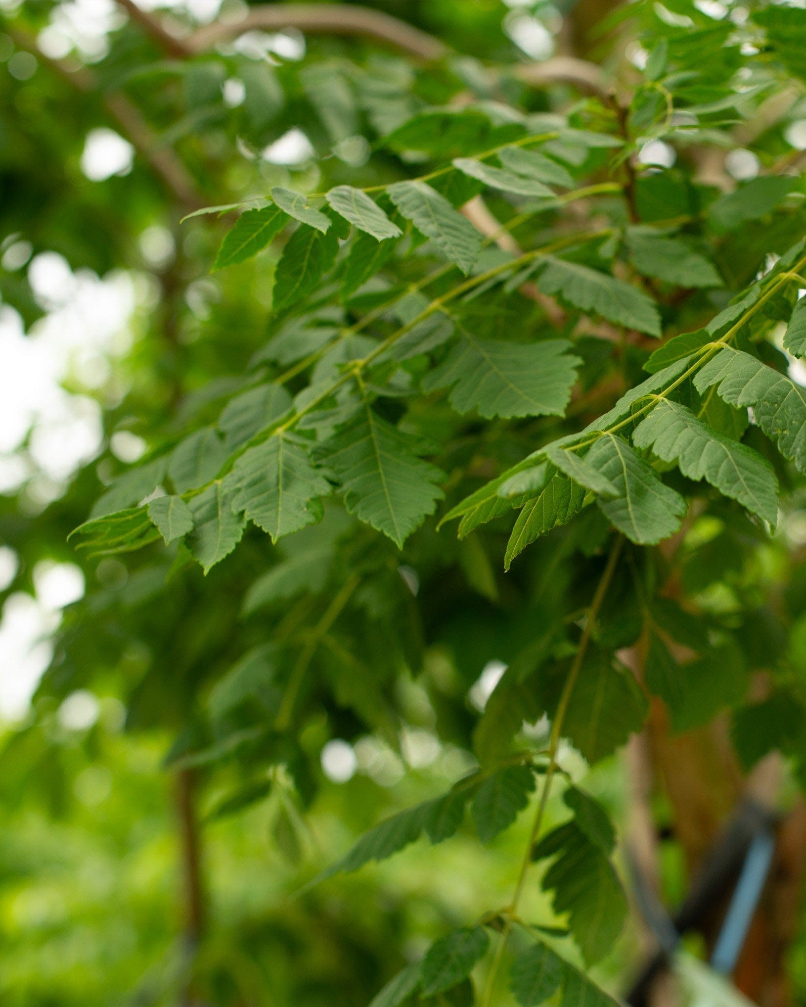 Golden Rain Tree - view 5