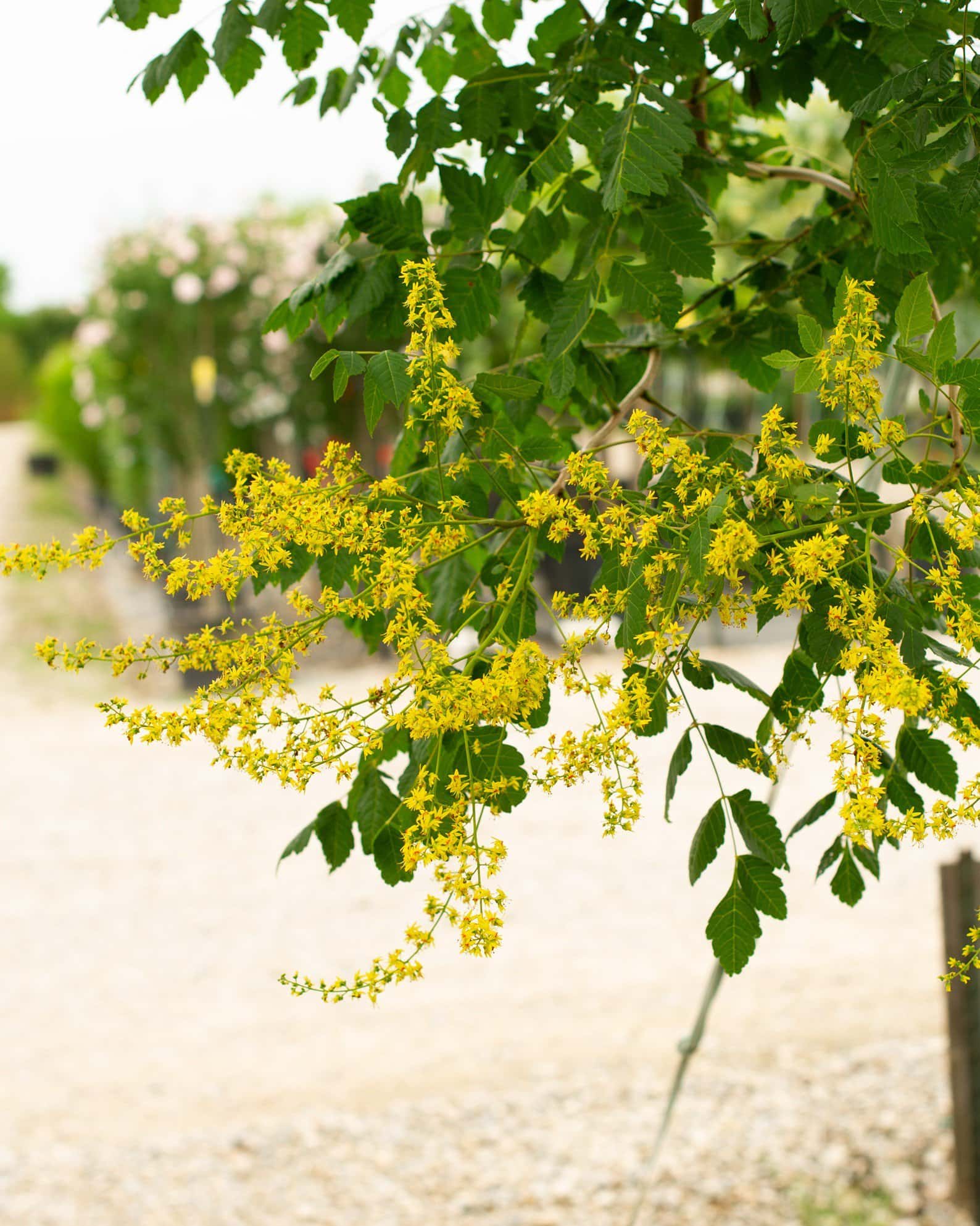Golden Rain Tree - Image 5