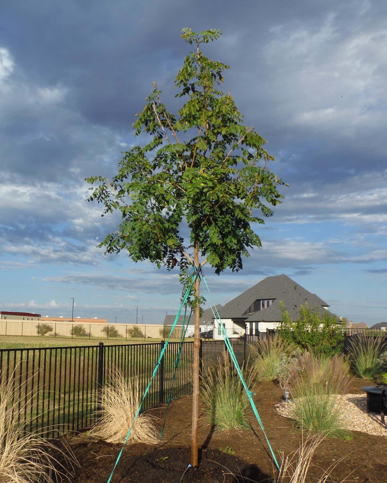 Golden Rain Tree - Image 6