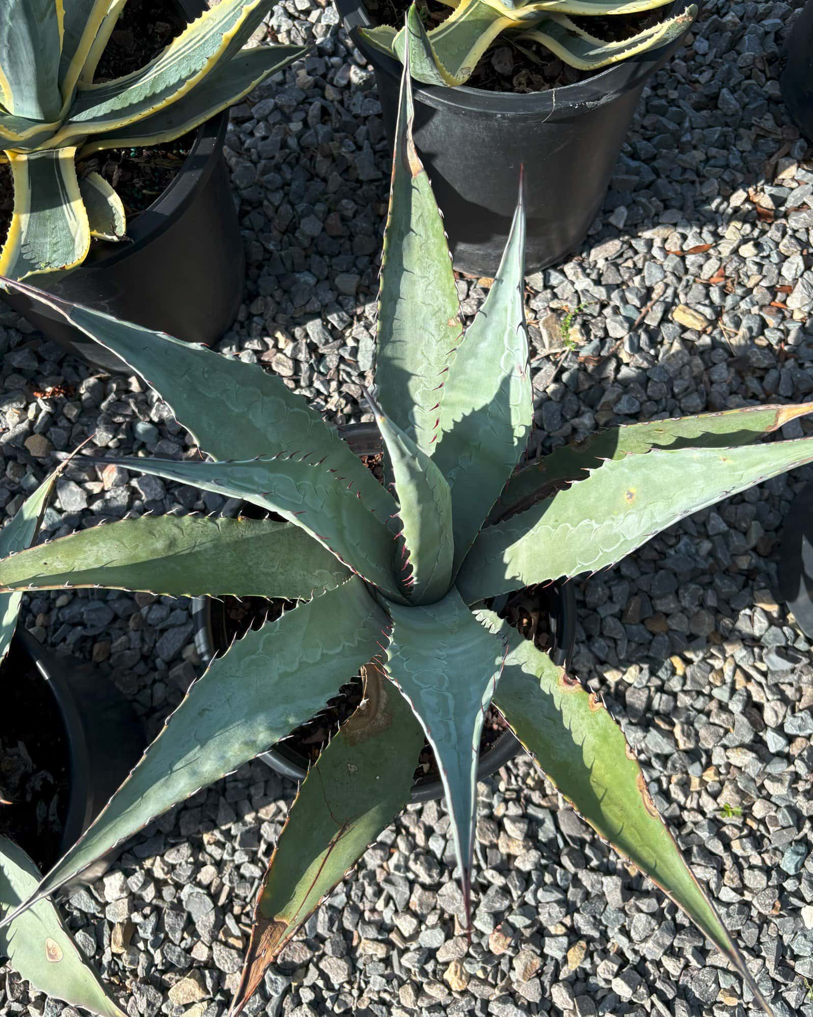 Goldenflower Agave - Image 2