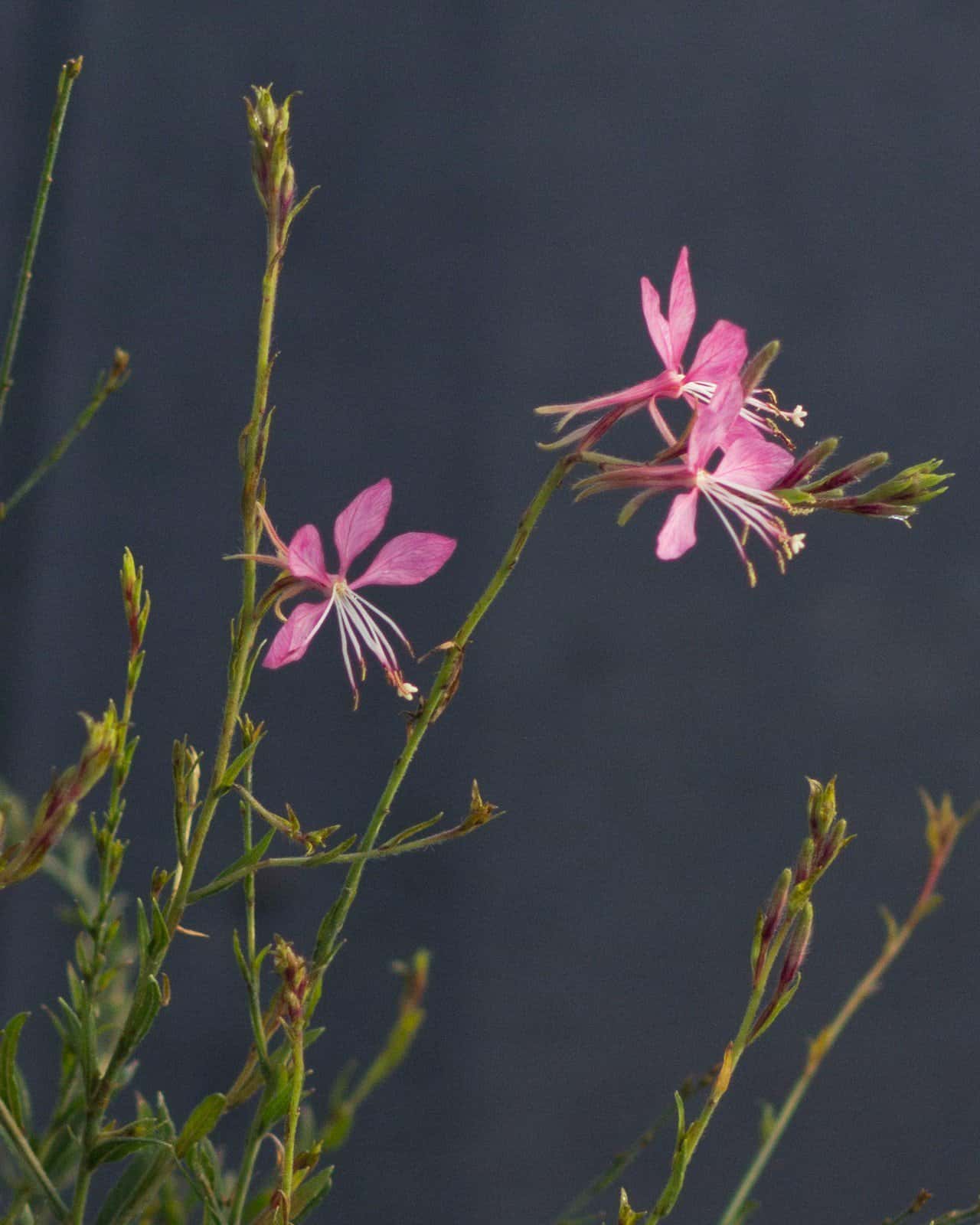 Graceful Pink Gaura - Main Image
